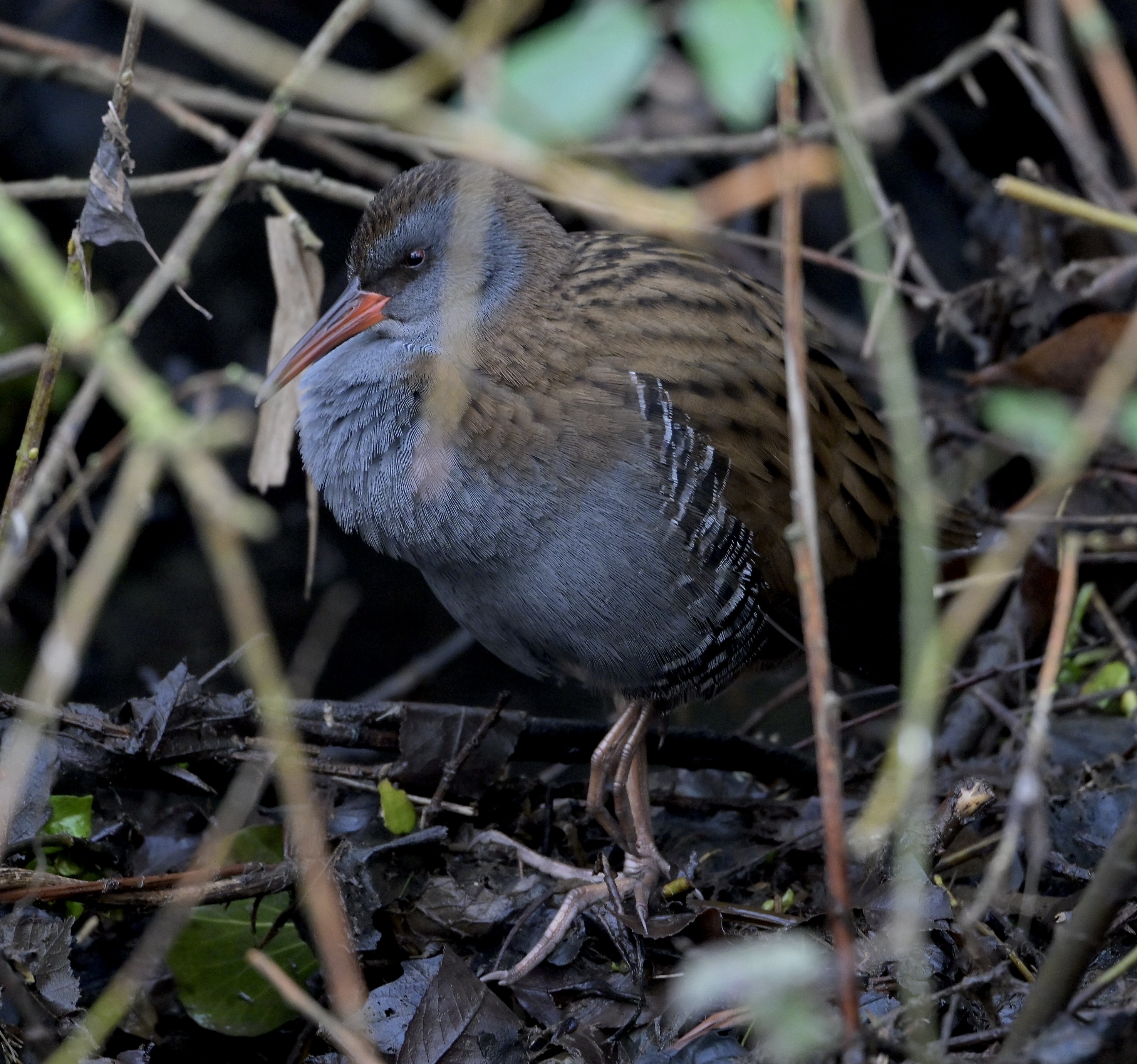 Water Rail - 15-01-2025