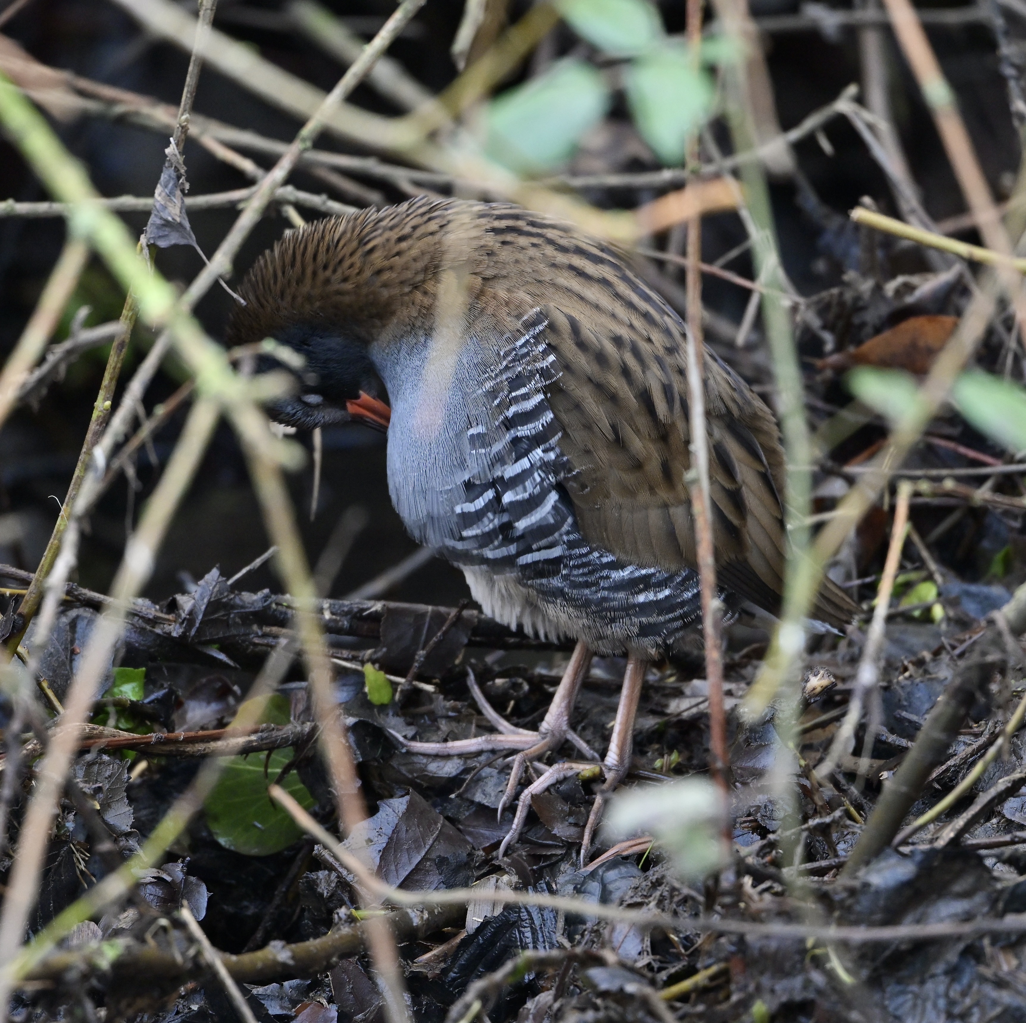 Water Rail - 15-01-2025