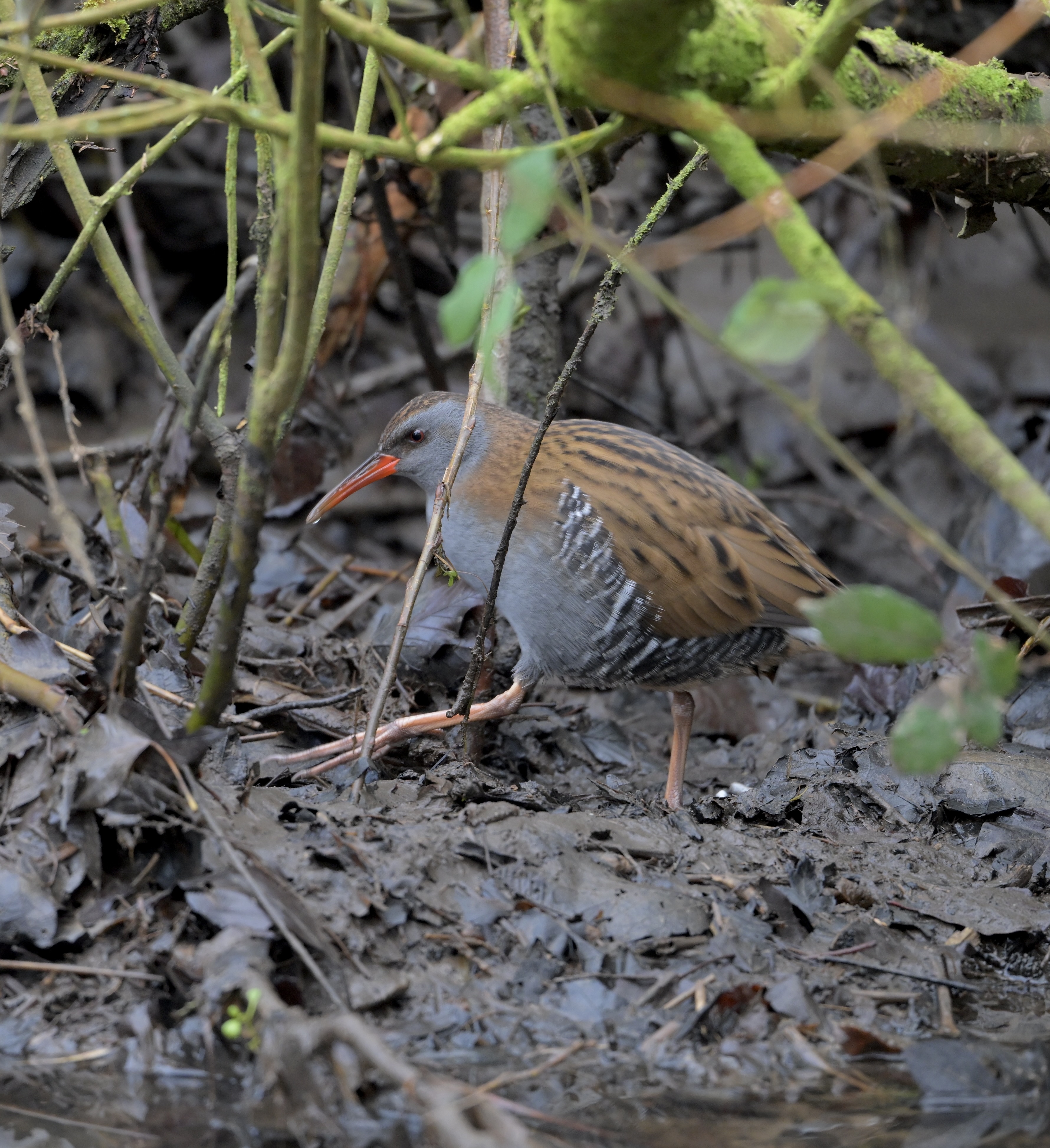 Water Rail - 15-01-2025