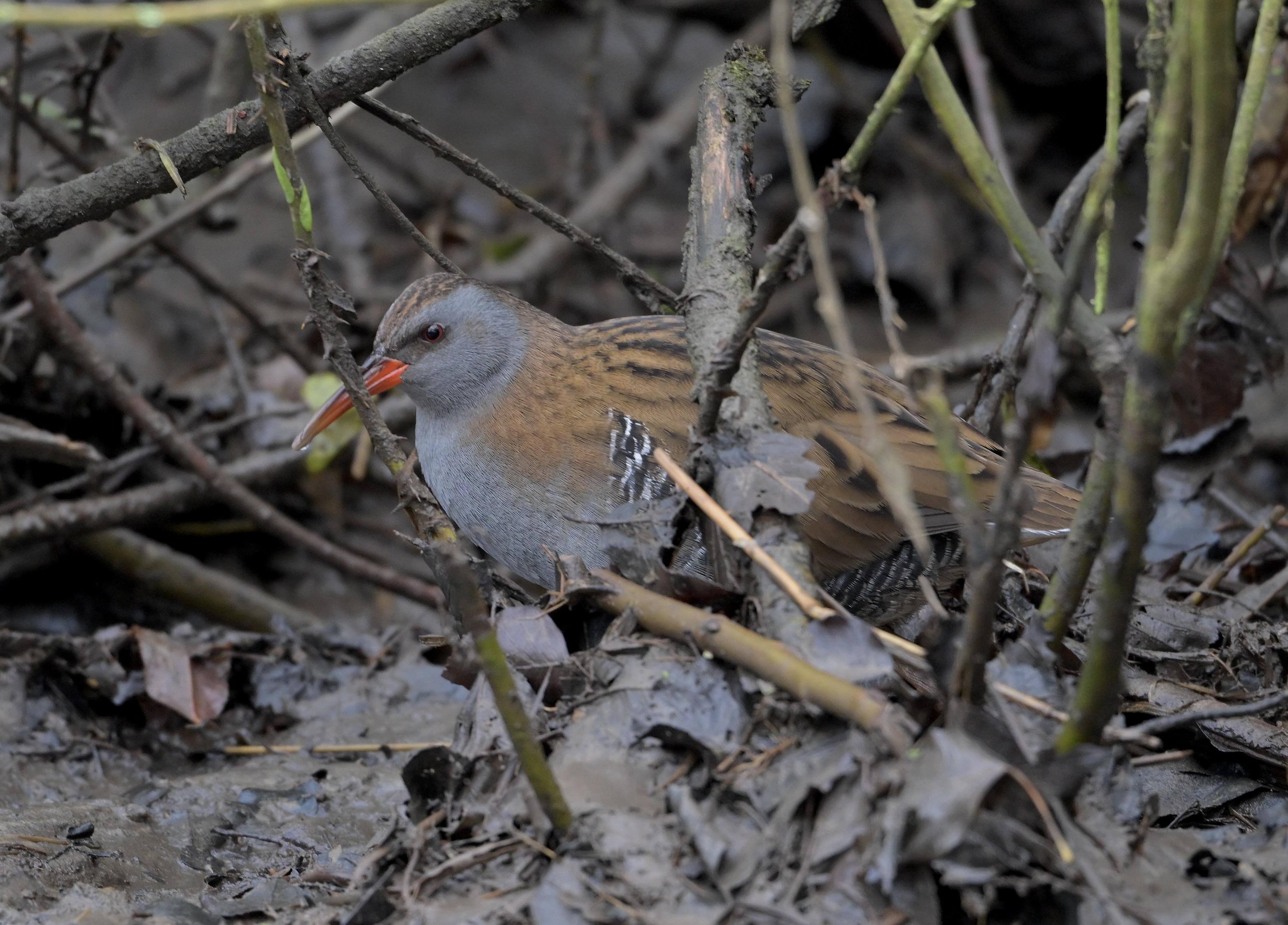 Water Rail - 15-01-2025