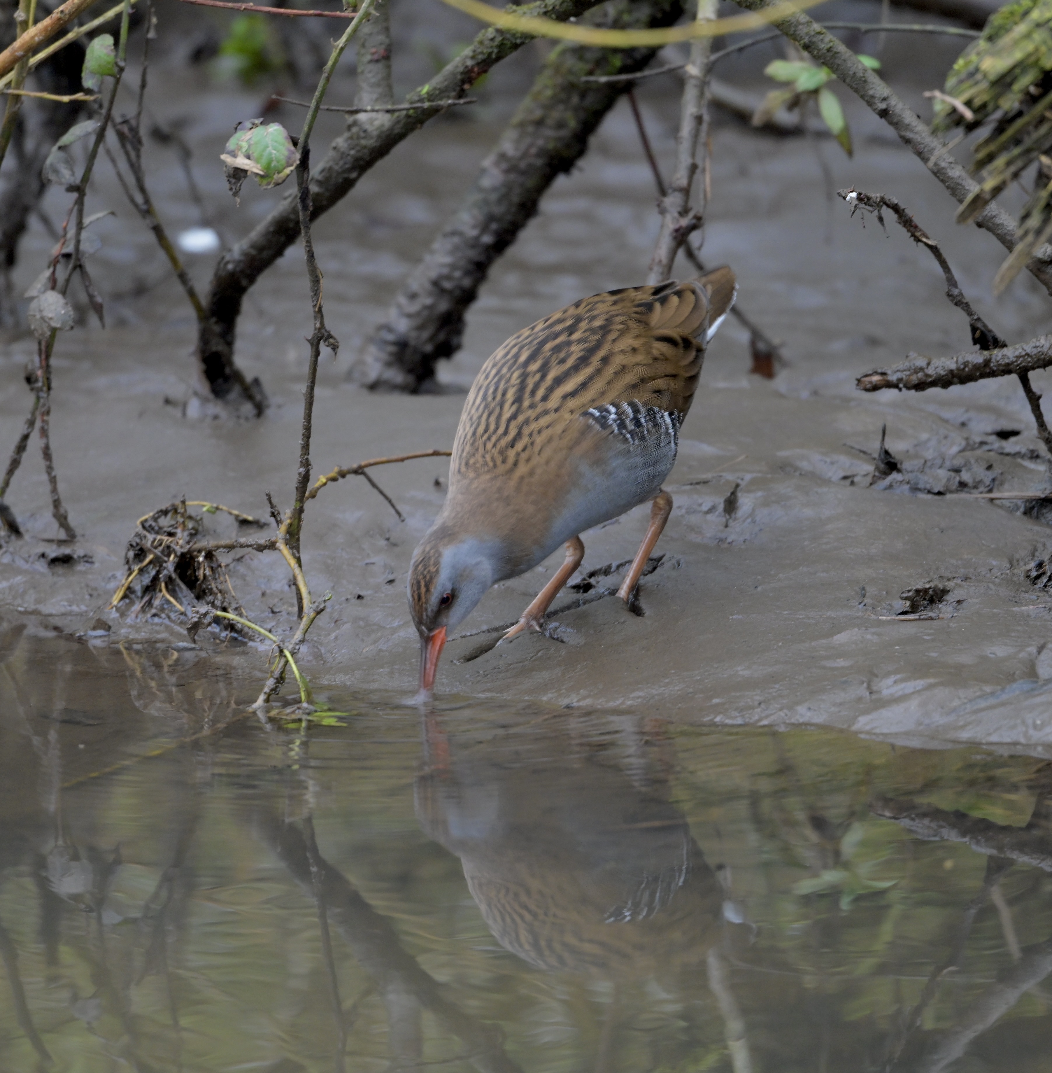 Water Rail - 15-01-2025