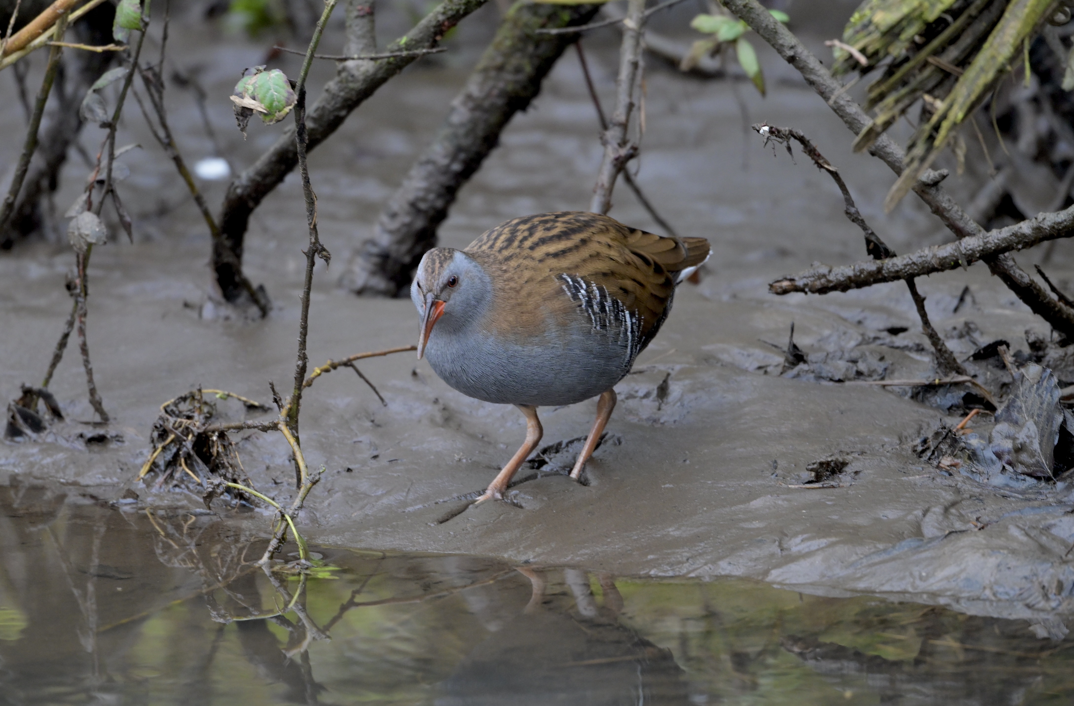 Water Rail - 15-01-2025