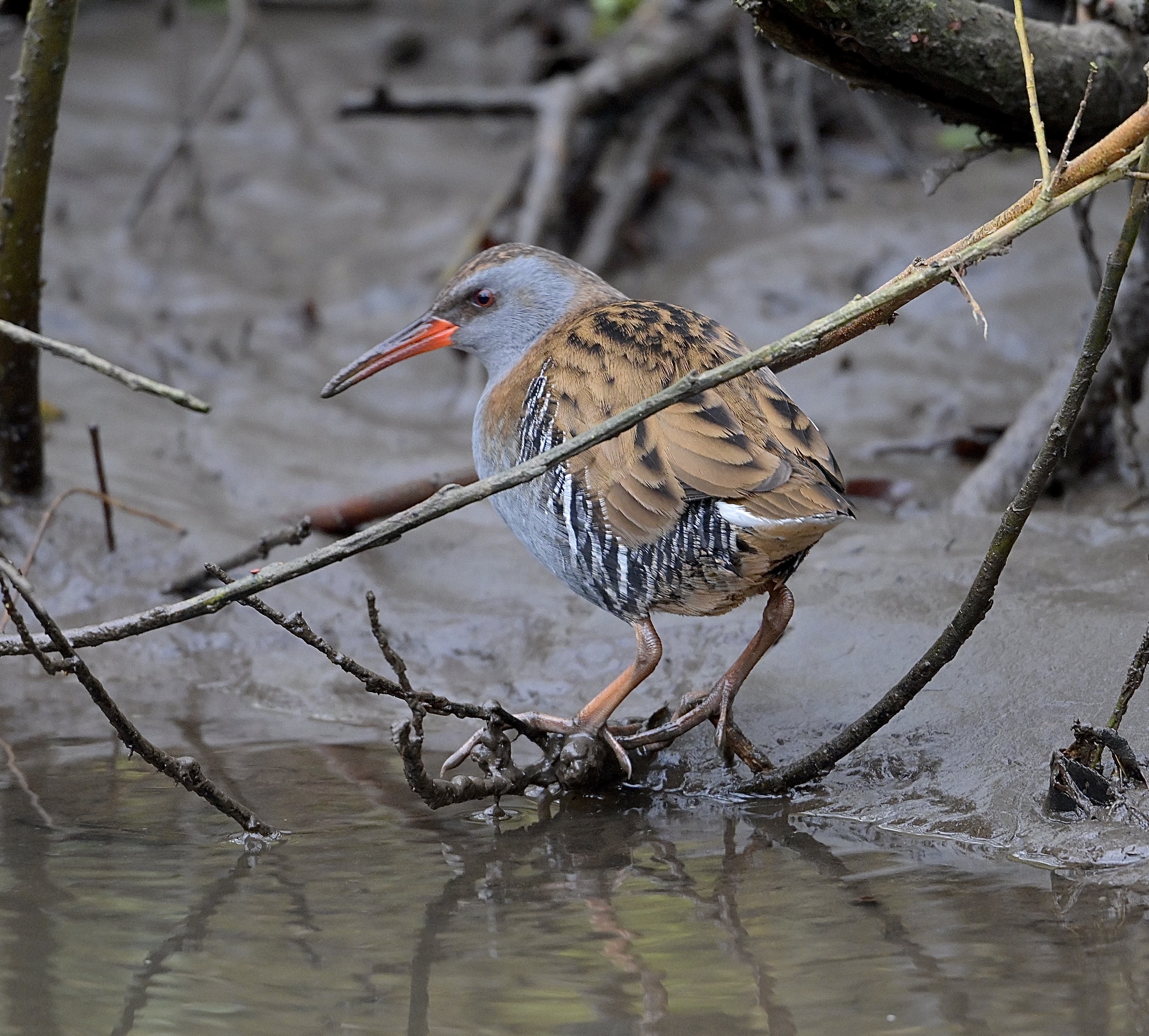 Water Rail - 15-01-2025