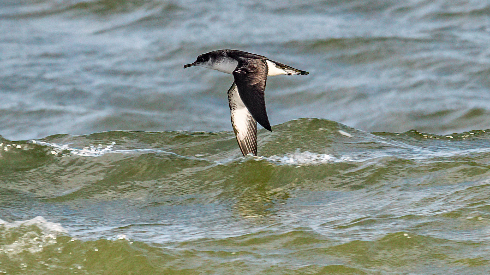 Manx Shearwater - 14-10-2023