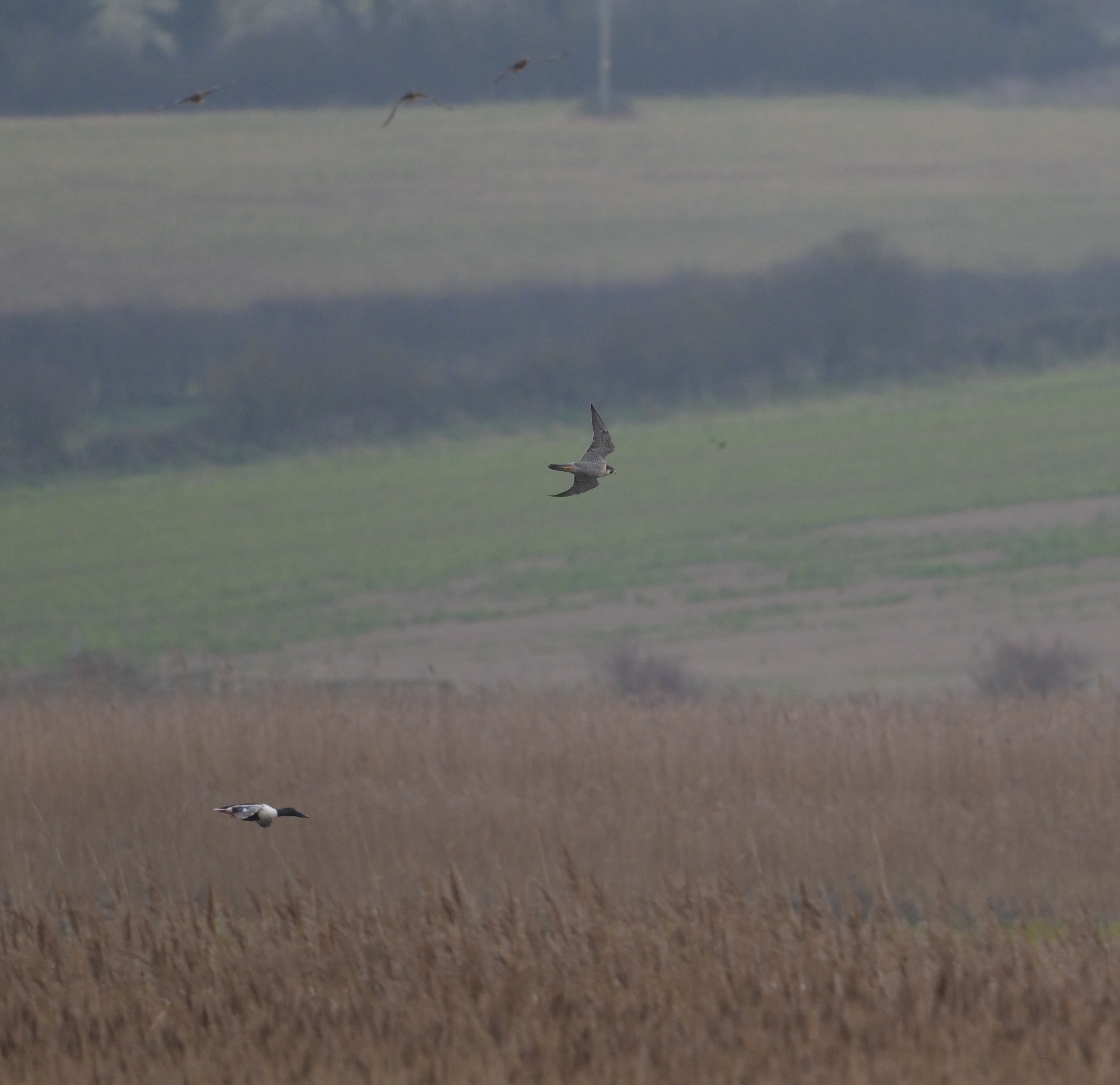 Peregrine - 21-01-2025