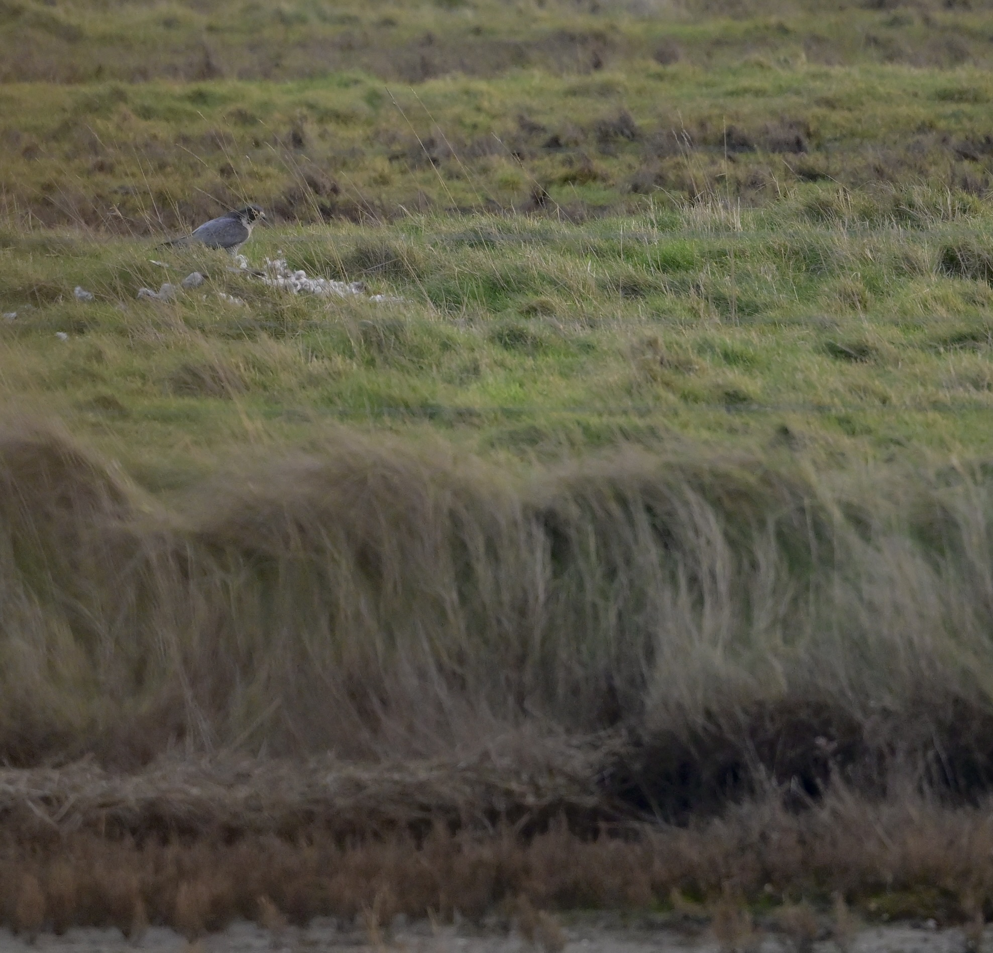 Peregrine - 21-01-2025