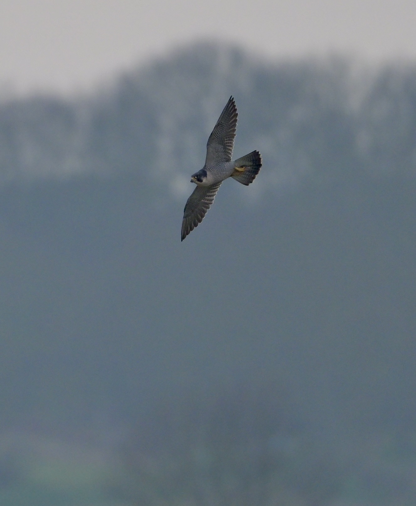 Peregrine - 21-01-2025