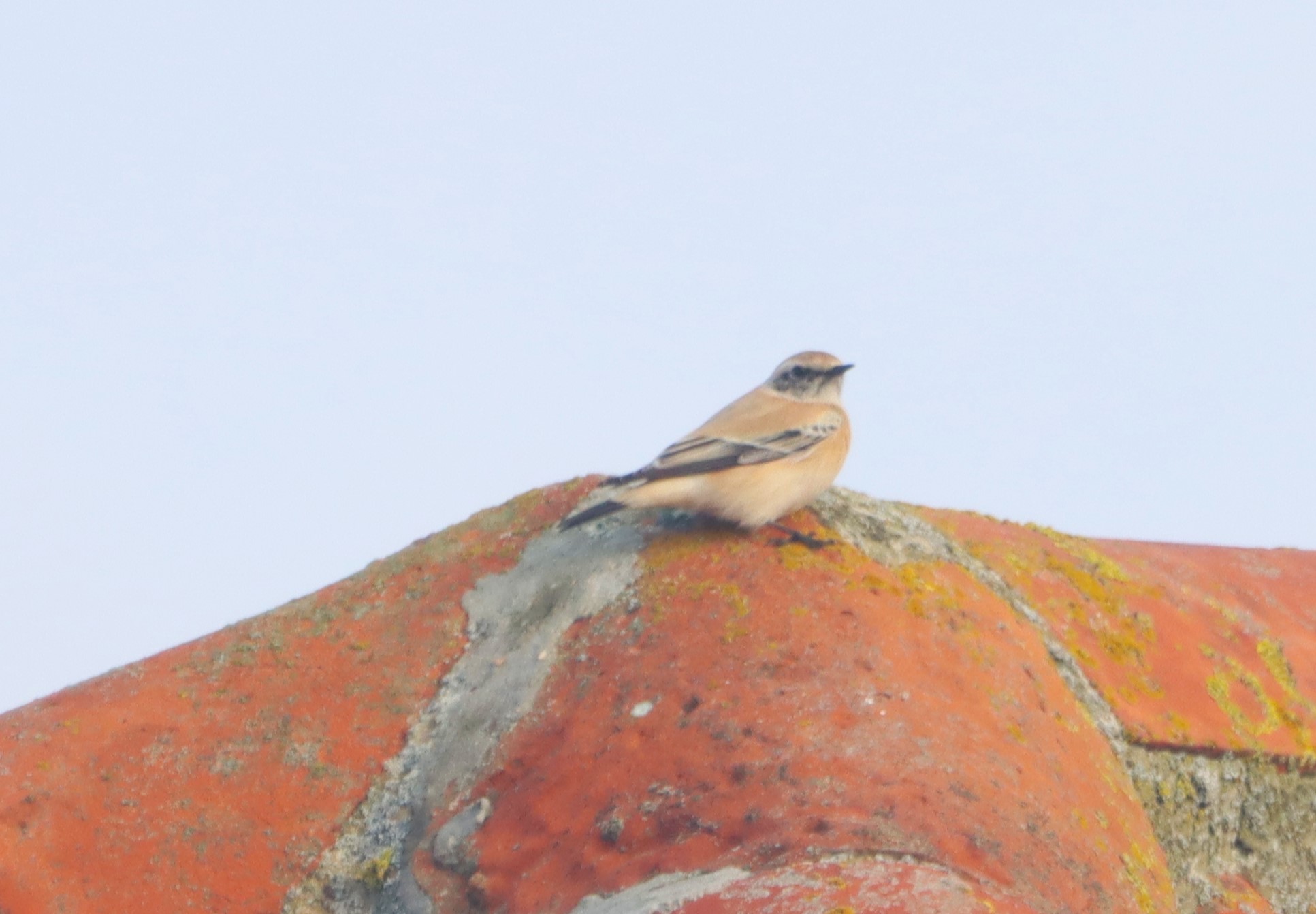 Desert Wheatear - 19-10-2026
