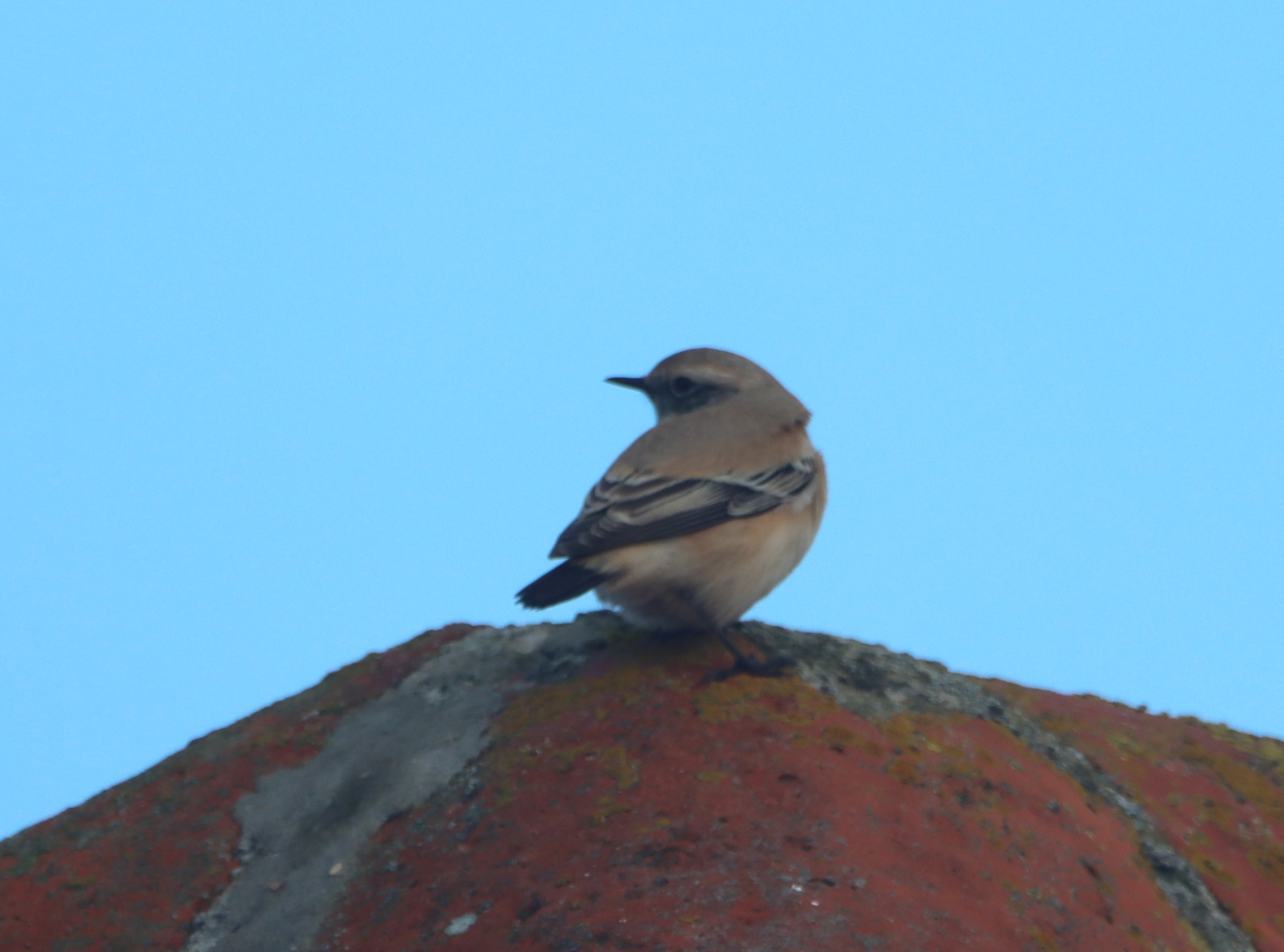 Desert Wheatear - 19-10-2026