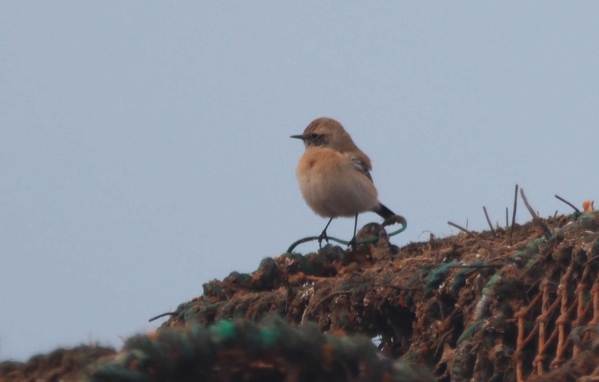 Desert Wheatear - 19-10-2026