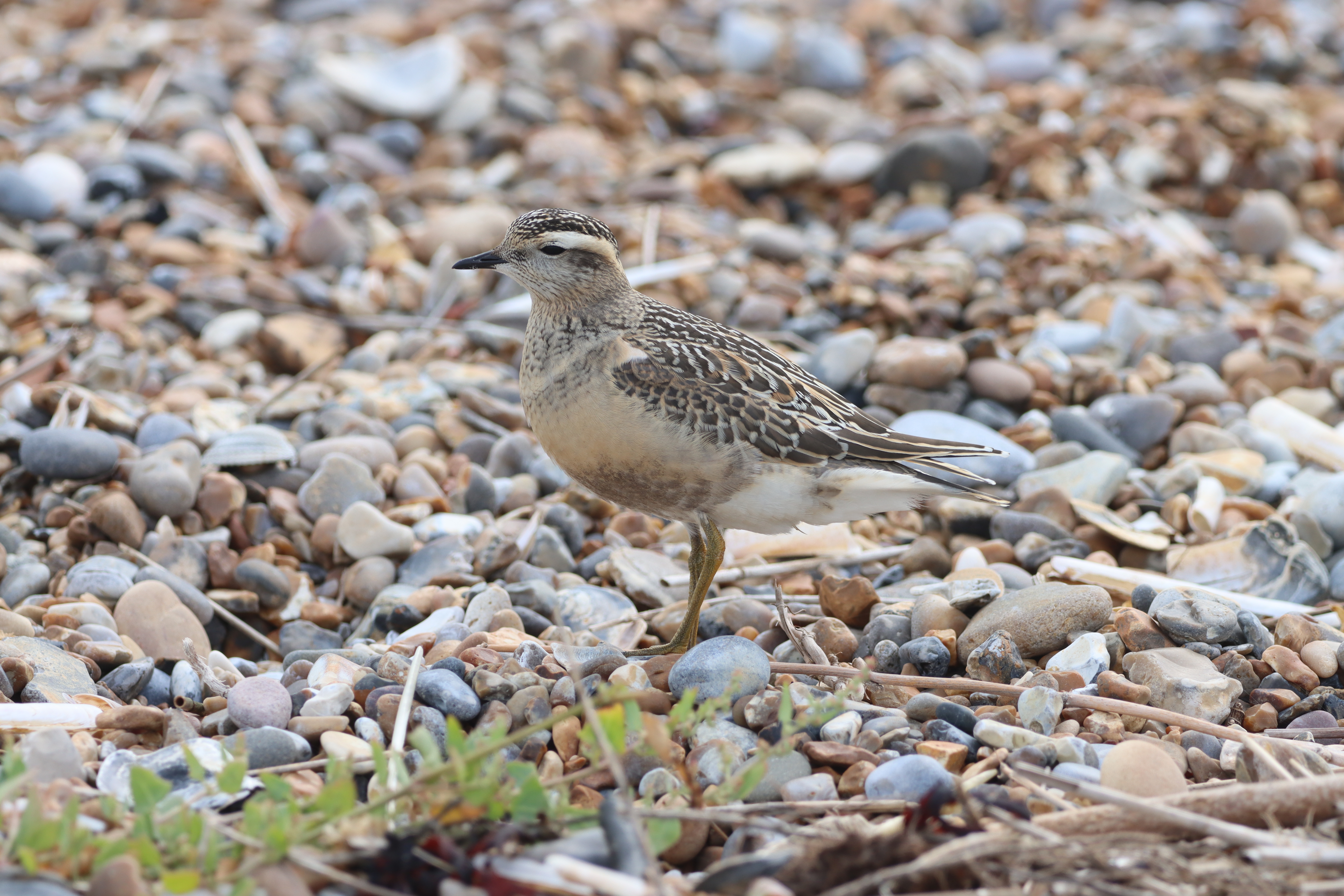 Dotterel - 18-08-2023