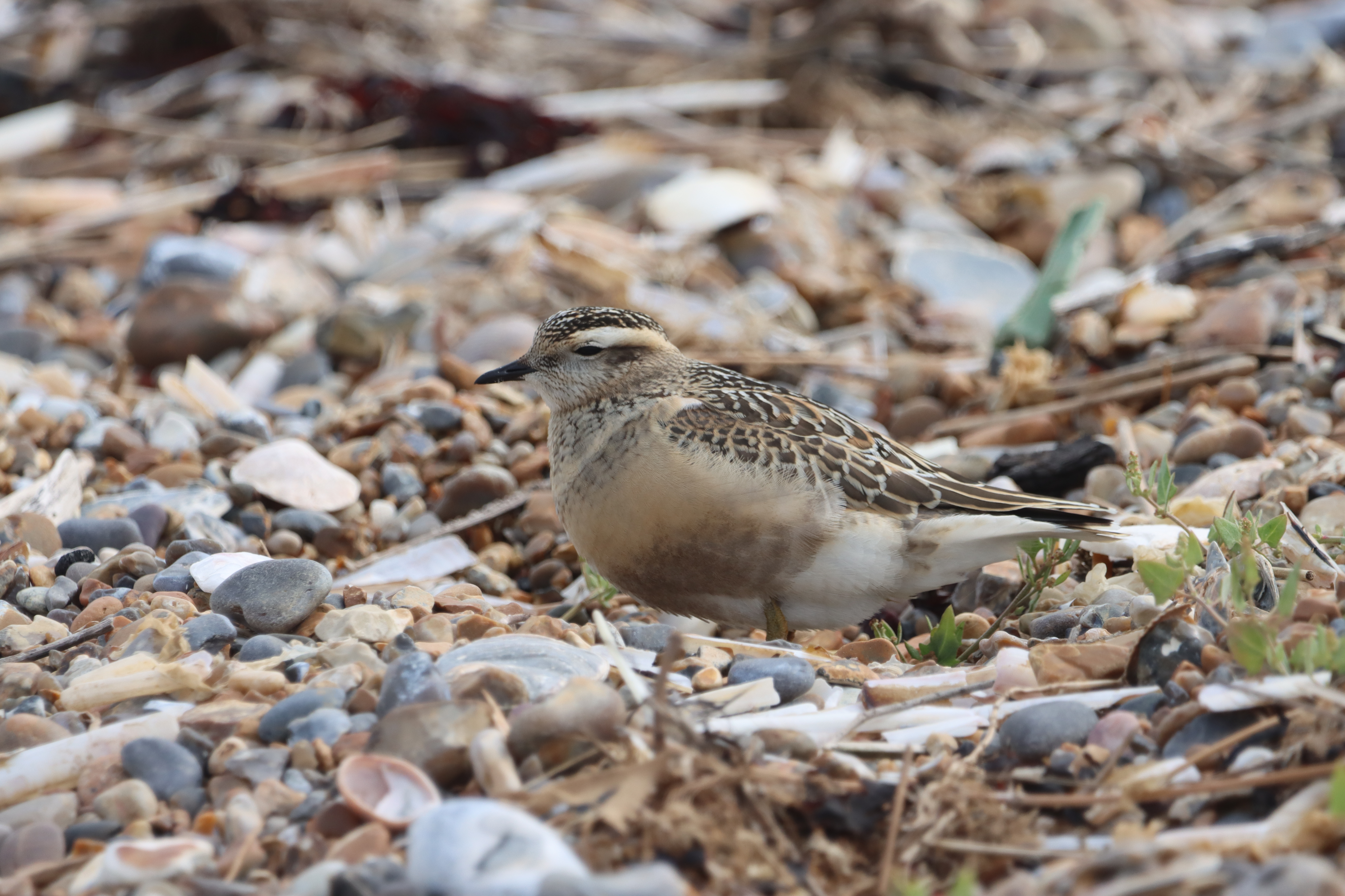 Dotterel - 18-08-2023