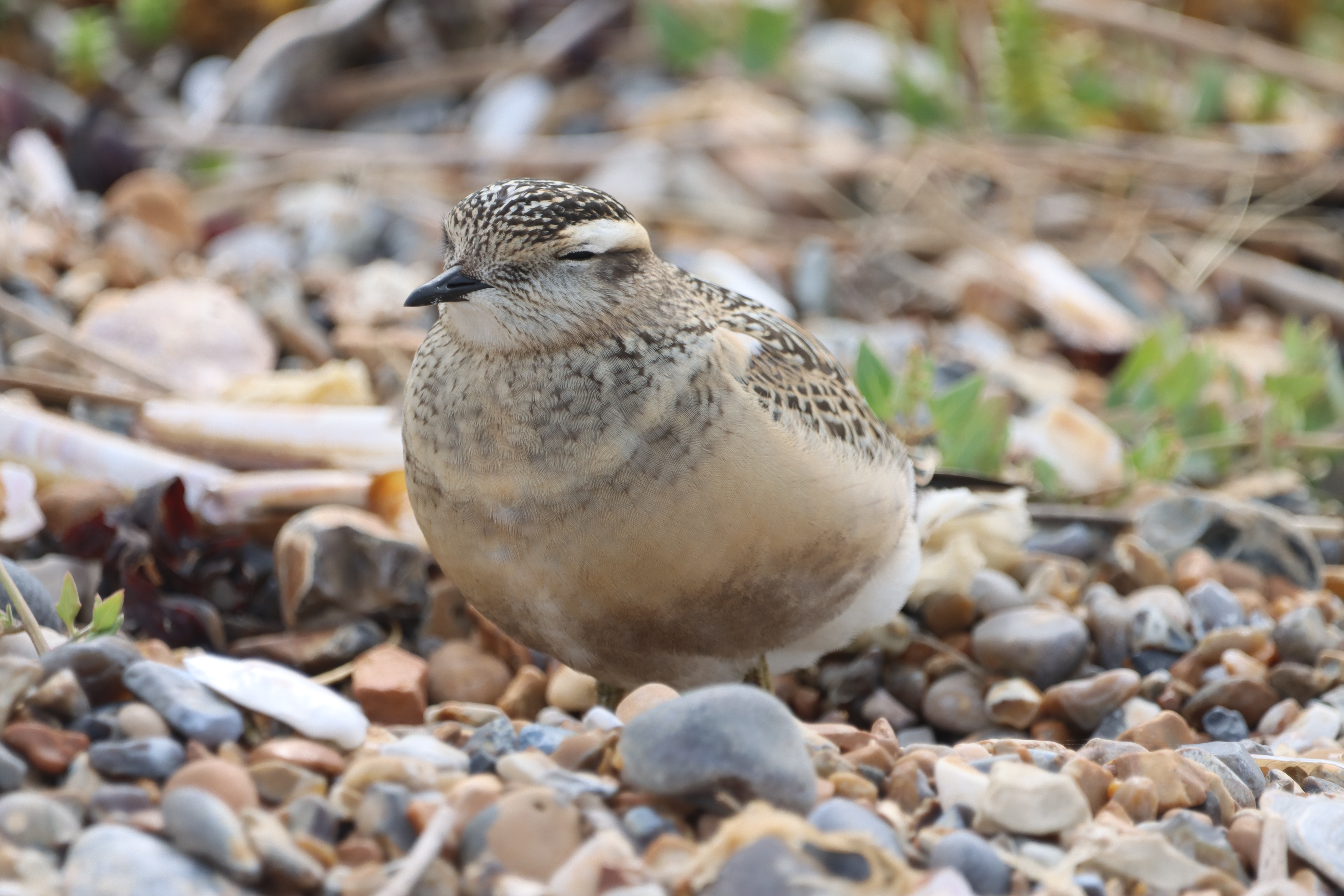 Dotterel - 18-08-2023