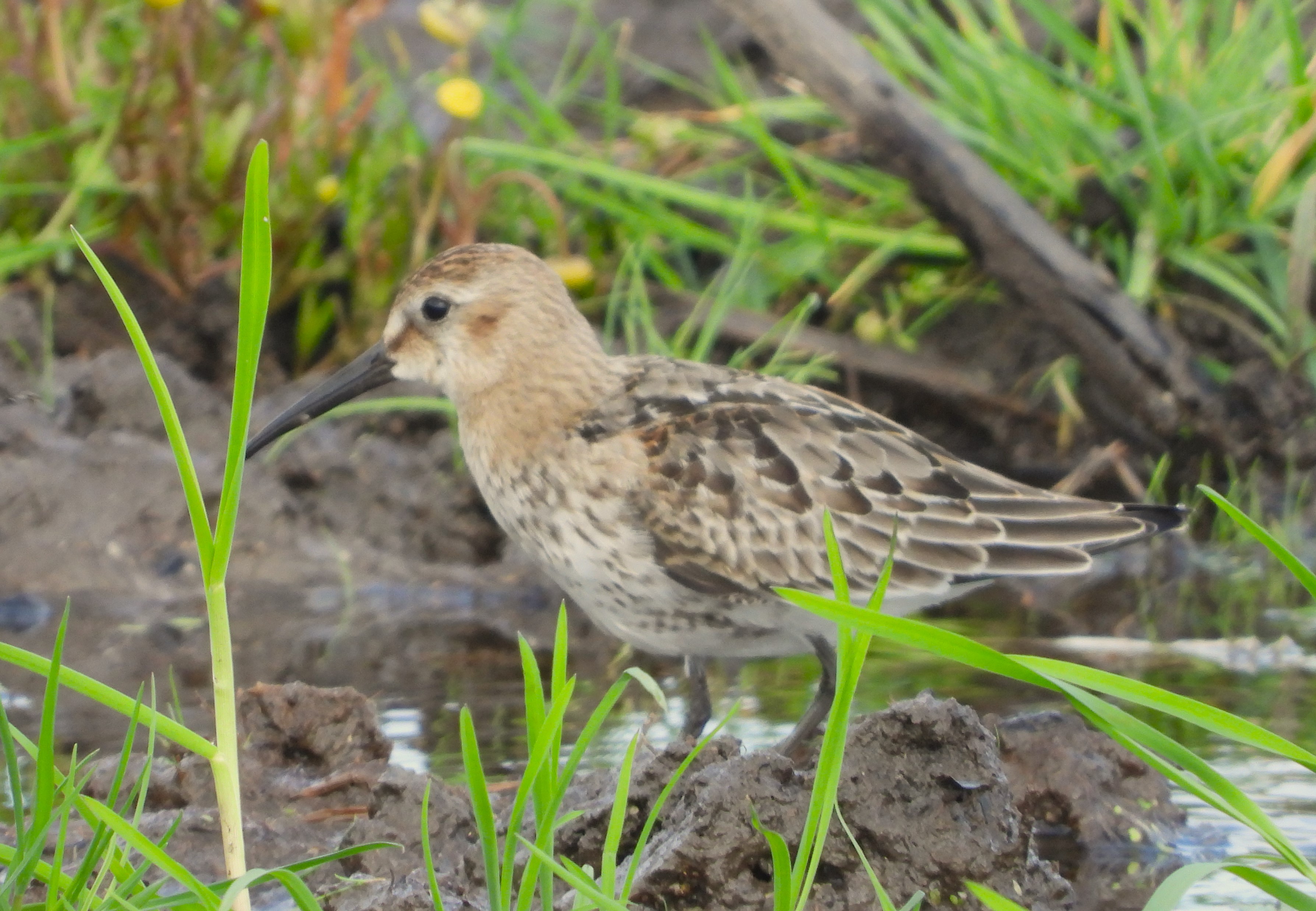 Dunlin - 13-09-2023