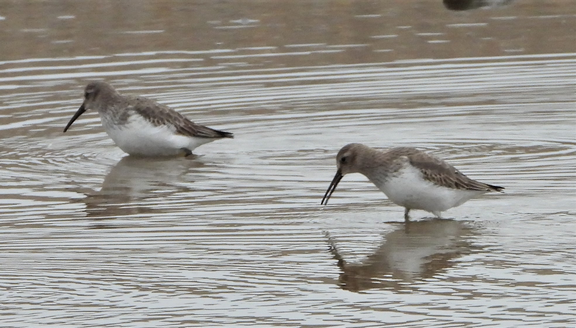 Dunlin - 29-11-2022