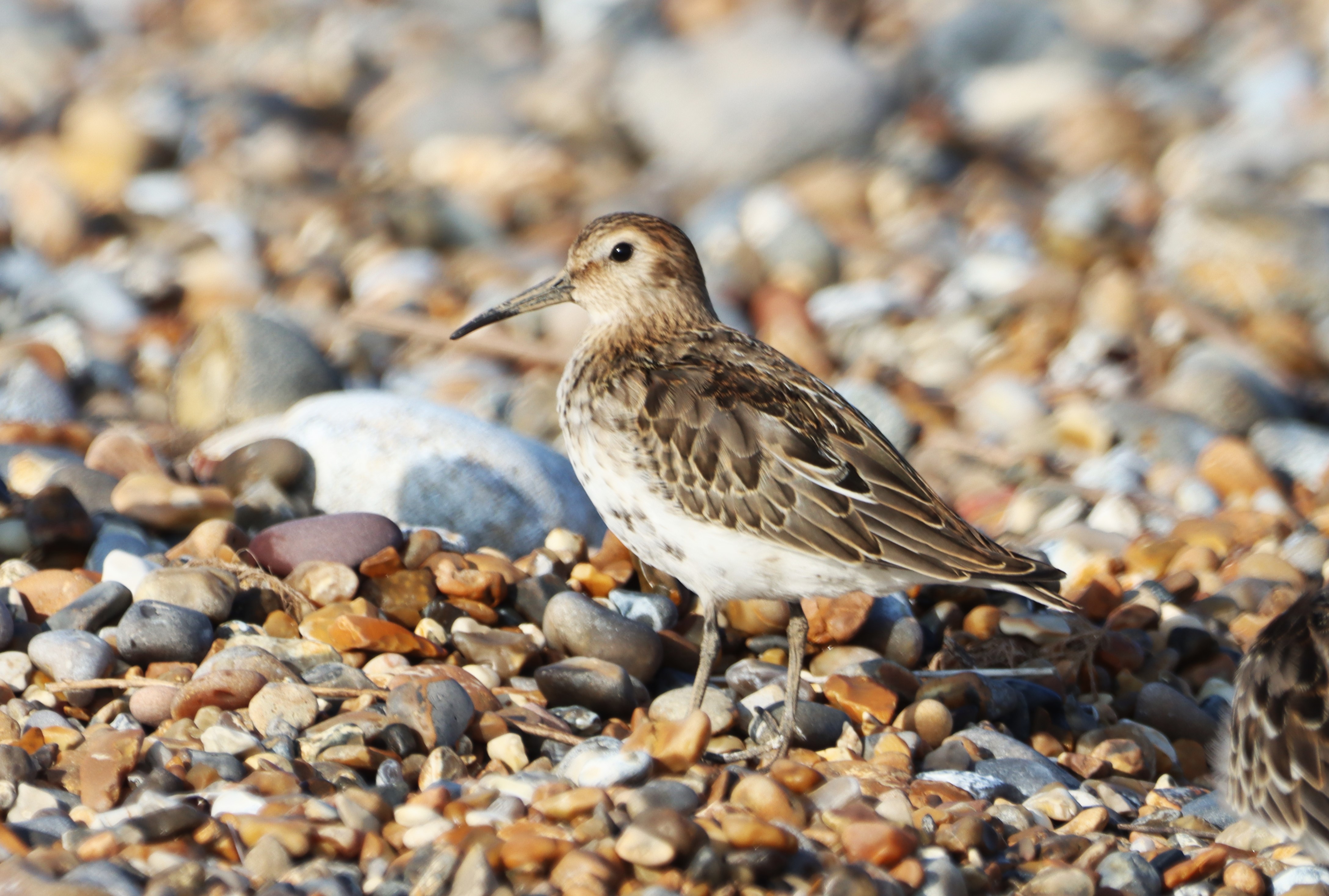 Dunlin - 02-09-2024