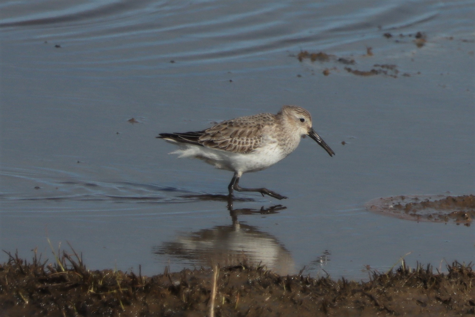 Dunlin - 02-04-2021