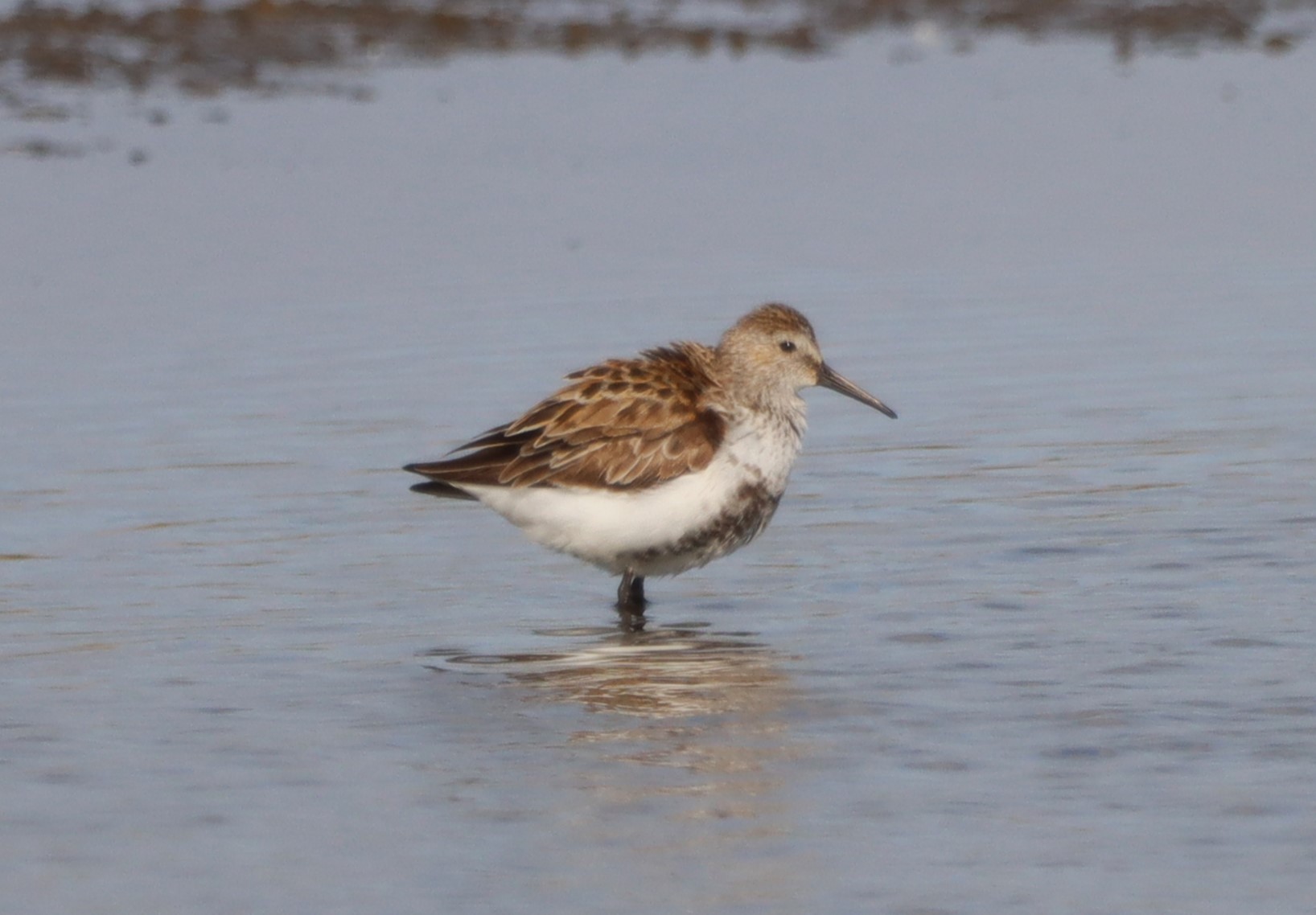 Dunlin - 04-06-2023