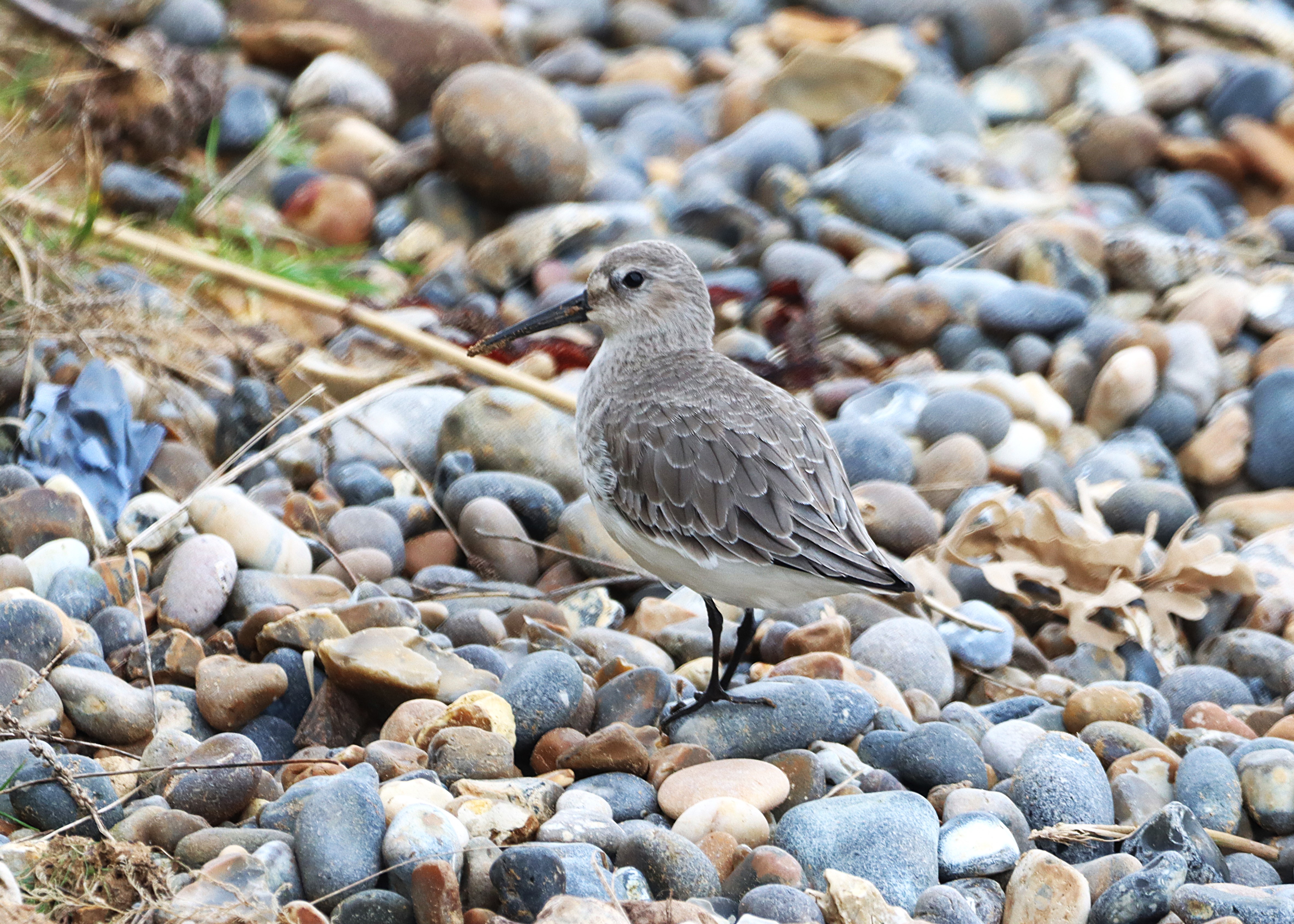 Dunlin - 21-01-2025