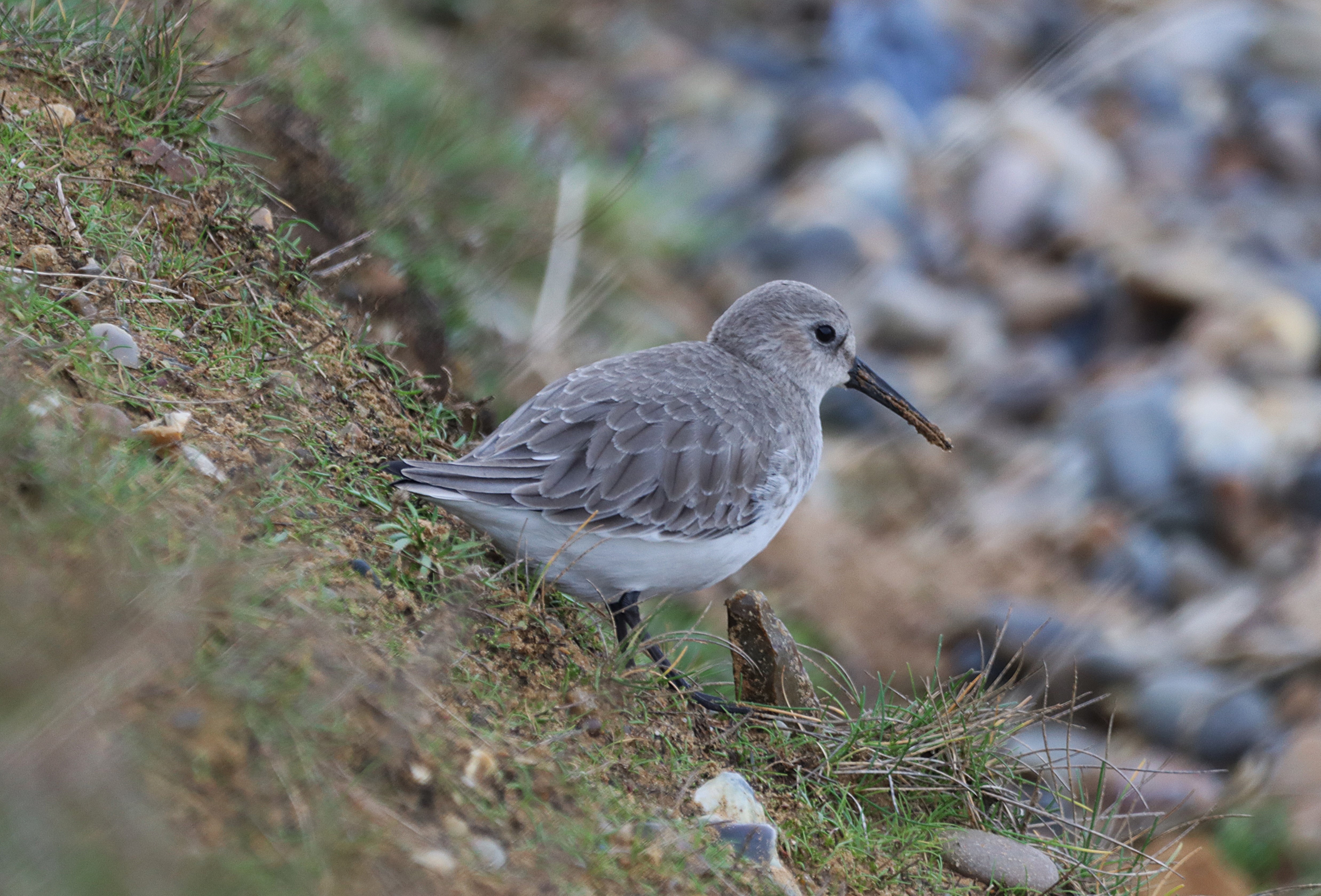 Dunlin - 21-01-2025