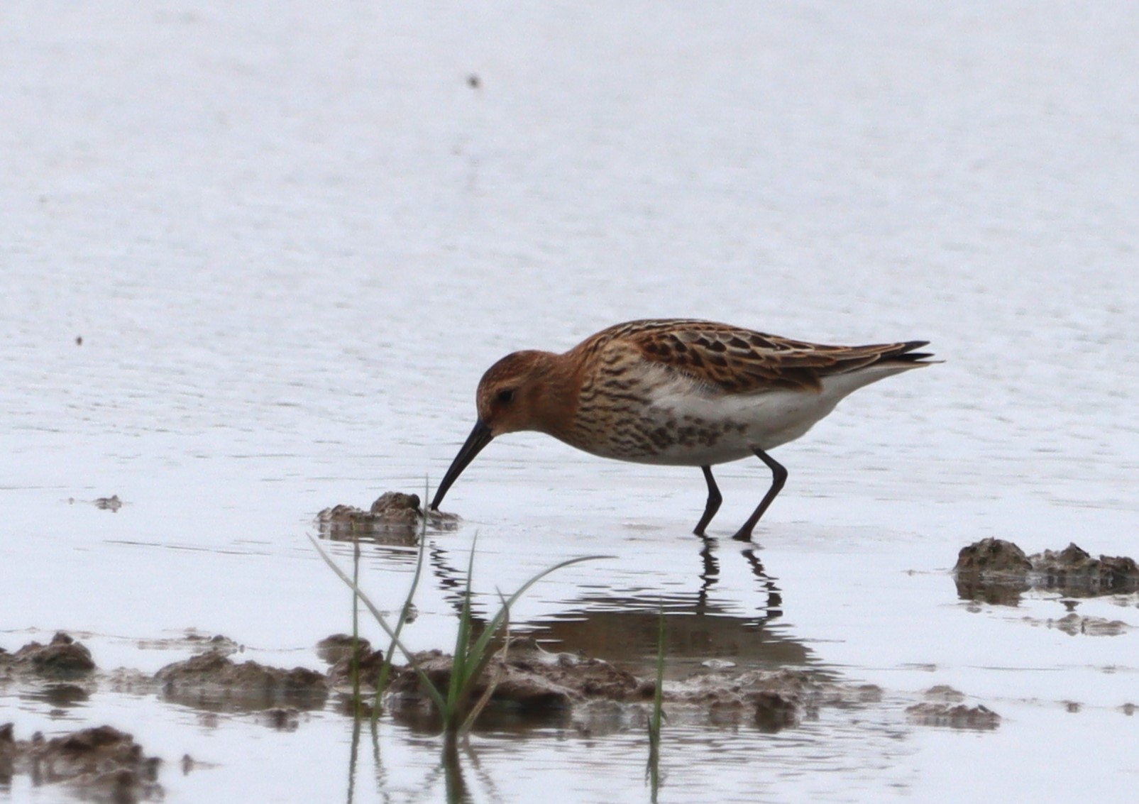 Dunlin - 01-08-2023