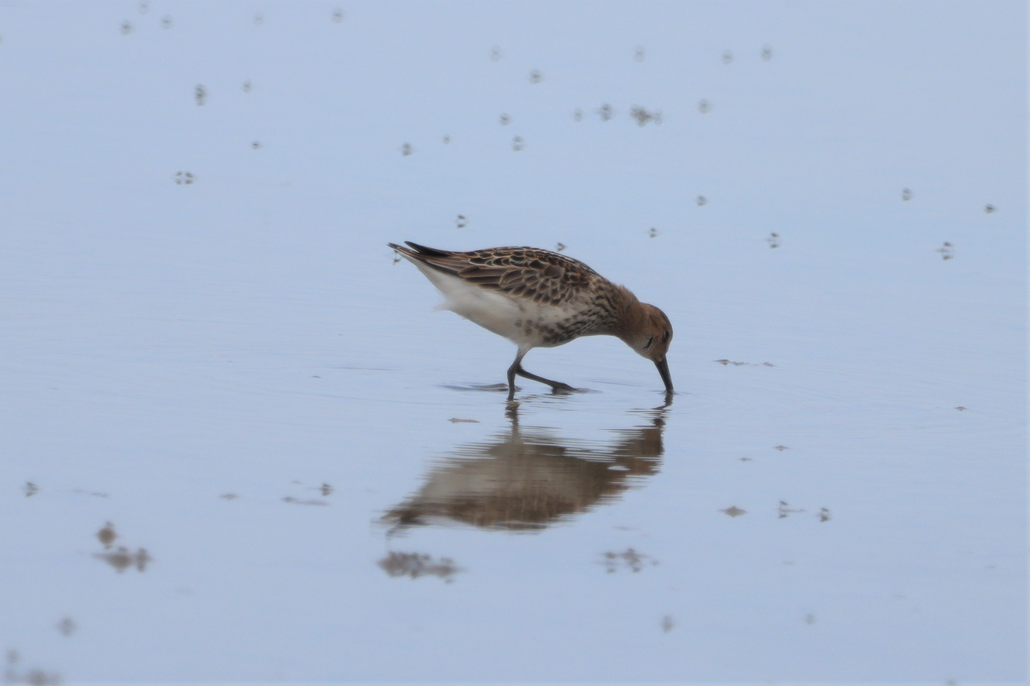 Dunlin - 09-08-2021