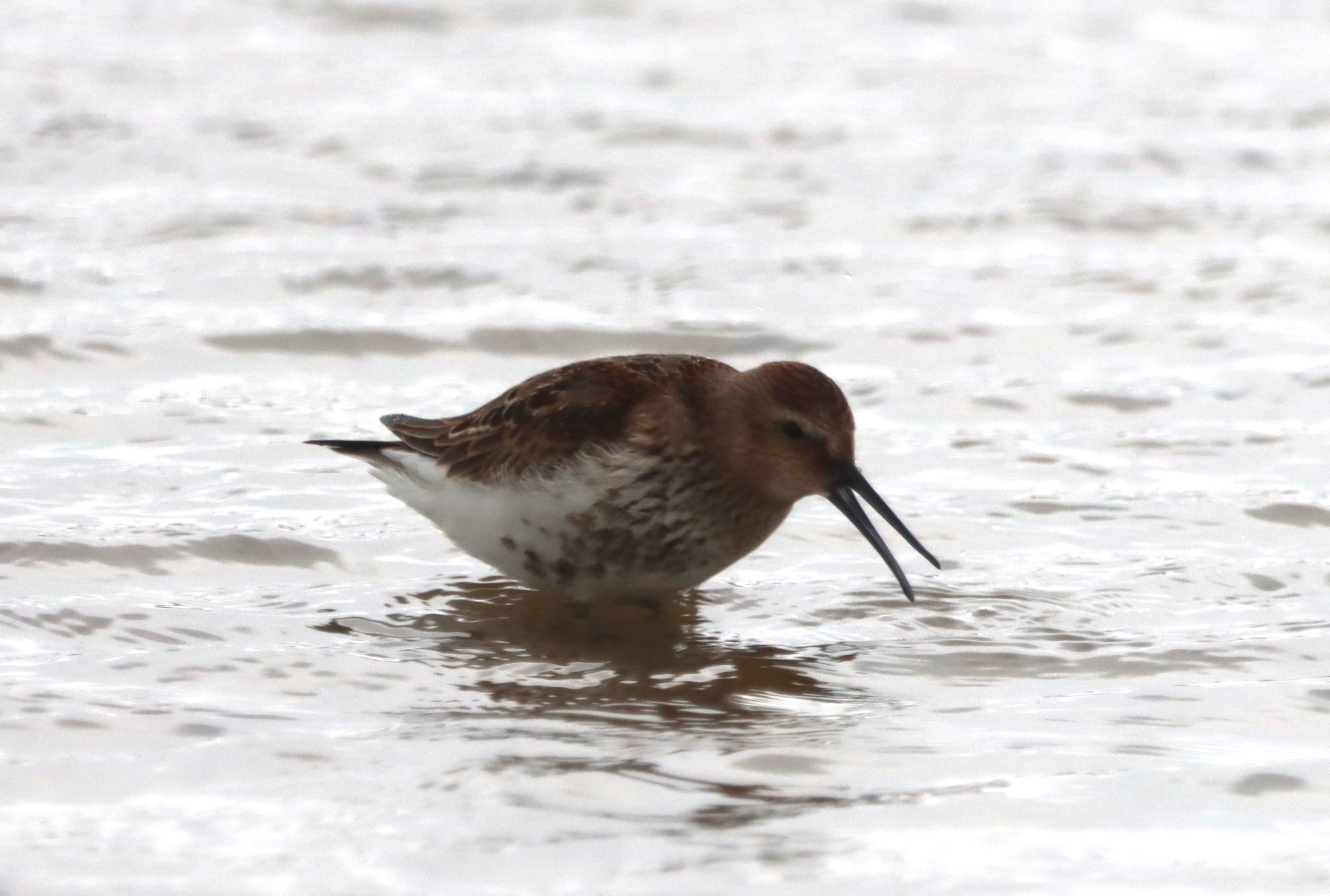 Dunlin - 17-09-2023