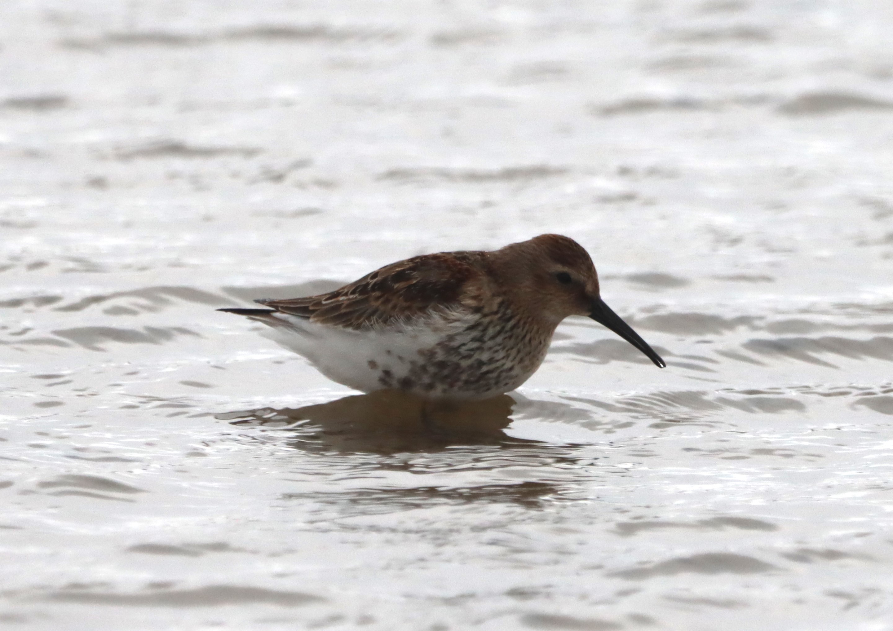 Dunlin - 17-09-2023