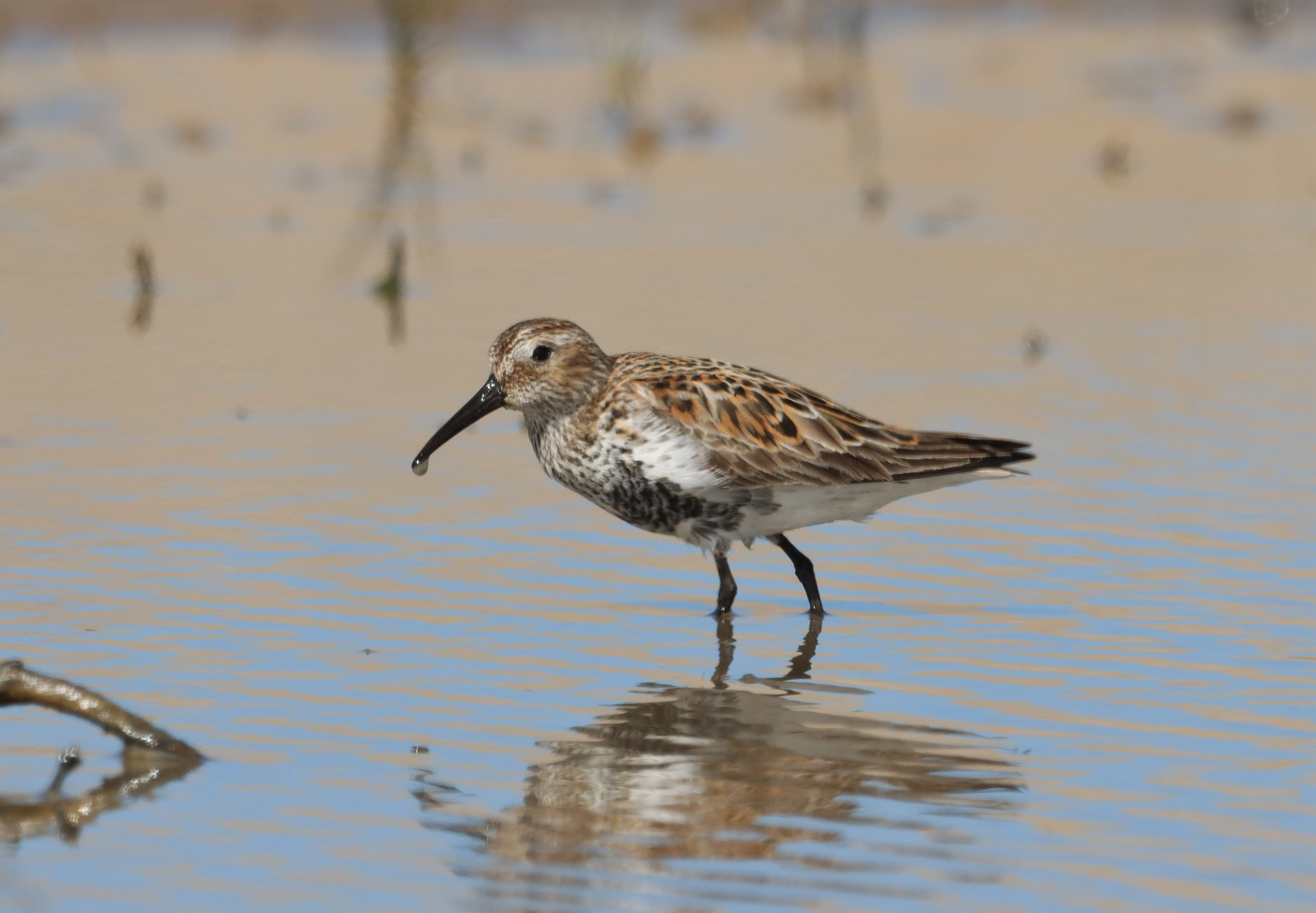 Dunlin - 03-05-2022