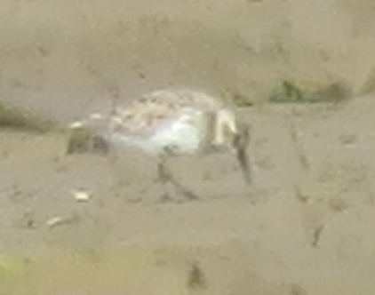 Dunlin - 11-06-2023