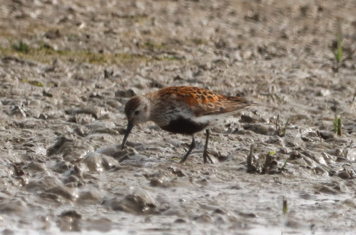 Dunlin - 04-06-2023