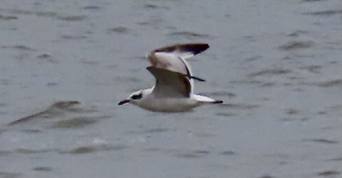 Mediterranean Gull - 17-05-2021