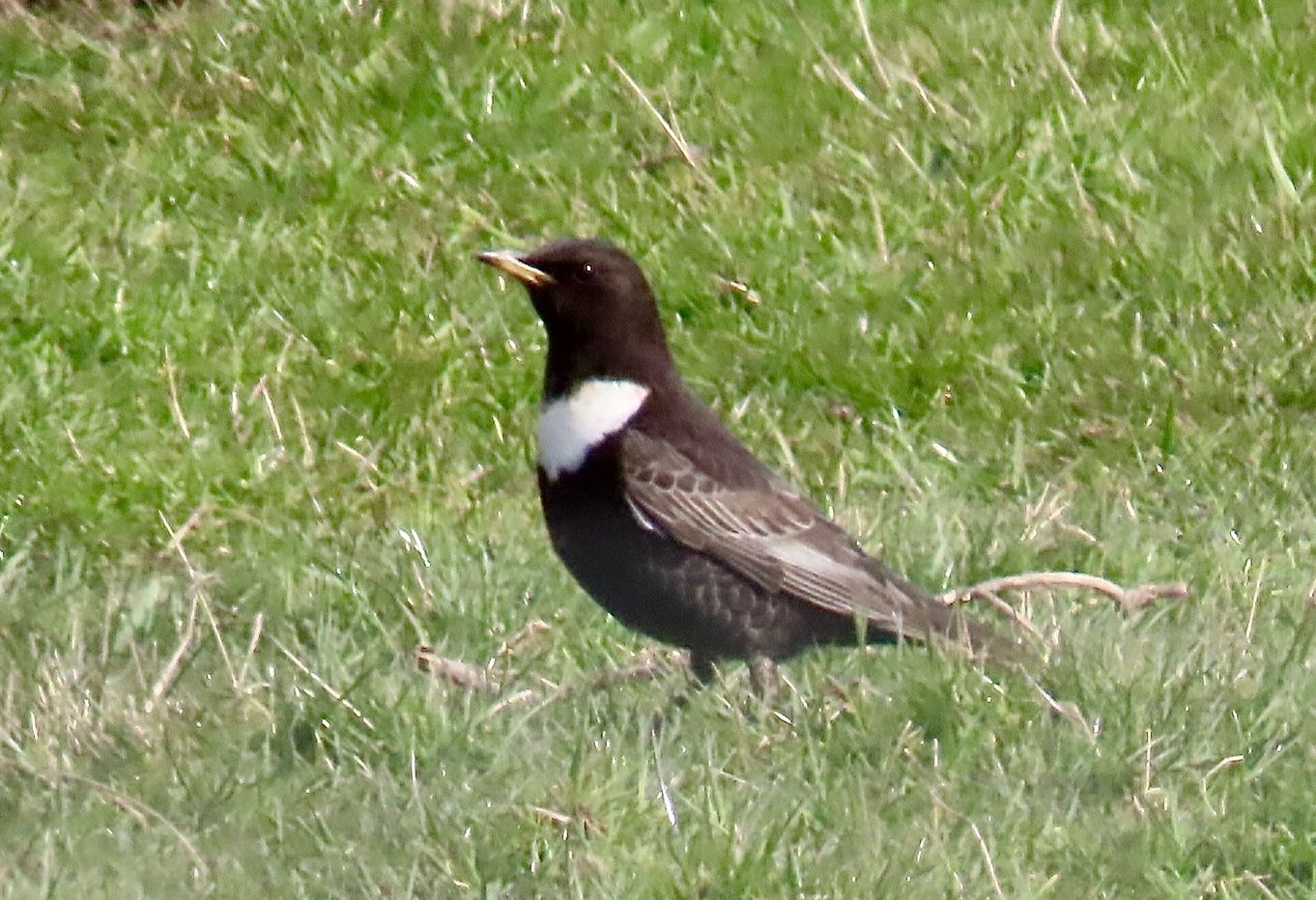 Ring Ouzel - 17-04-2021