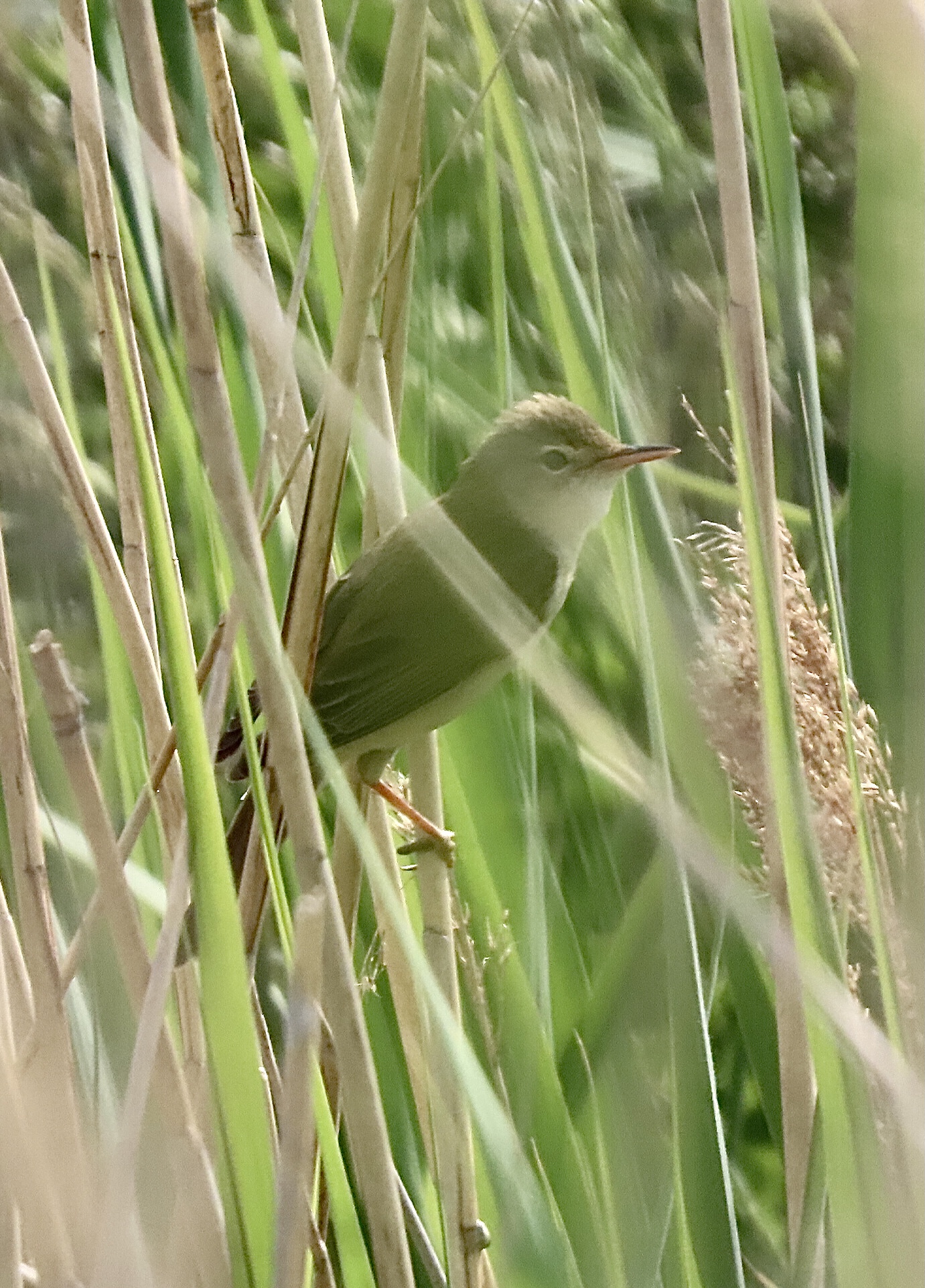 Marsh Warbler - 14-06-2021