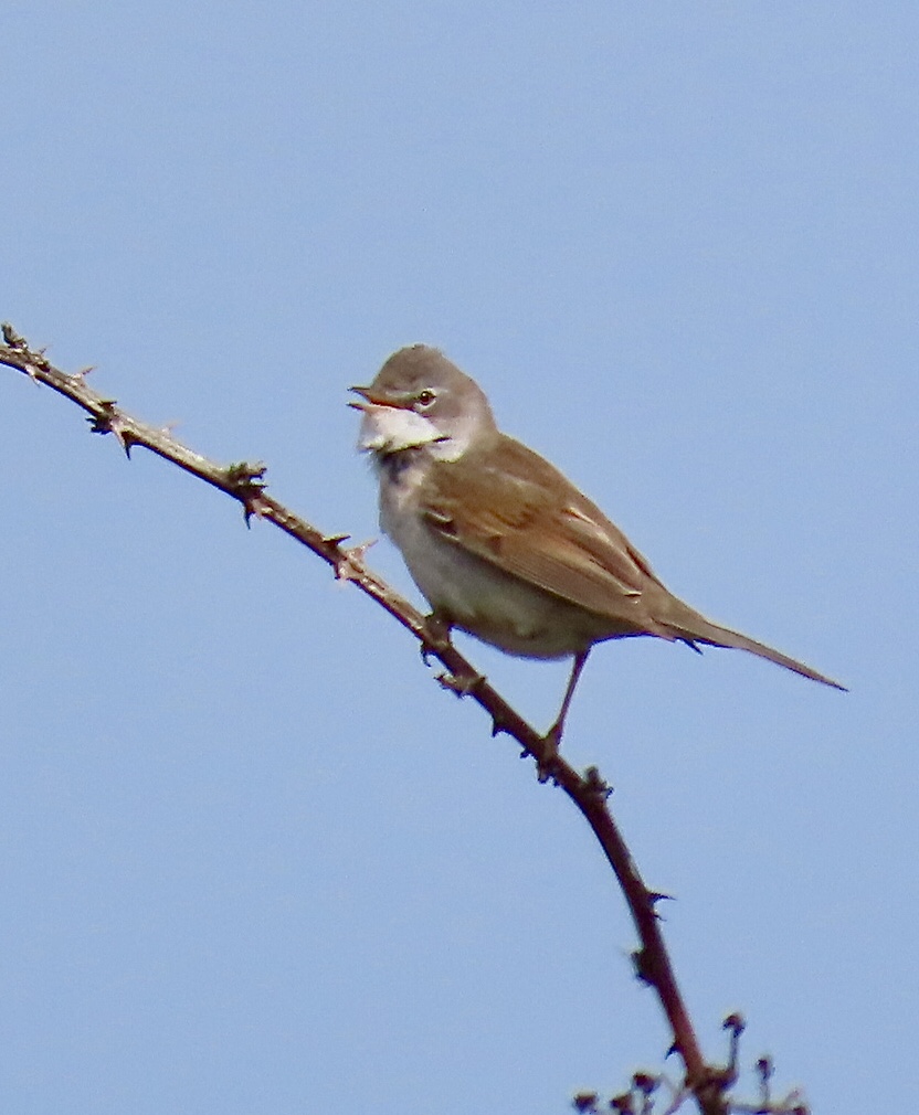 Whitethroat - 30-04-2021