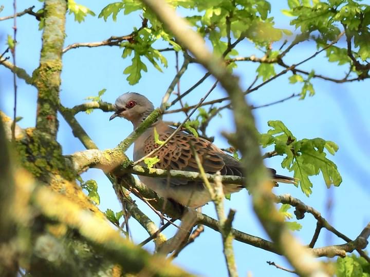 Turtle Dove - 01-06-2021