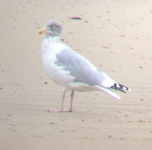 Herring Gull - 12-10-2023