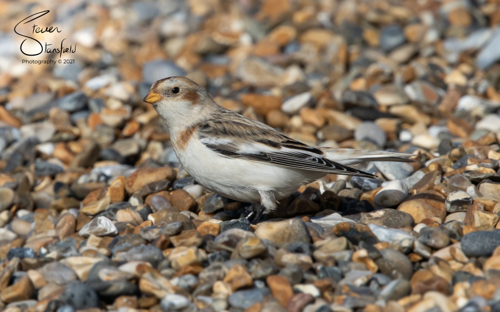 Snow Bunting - 17-11-2021