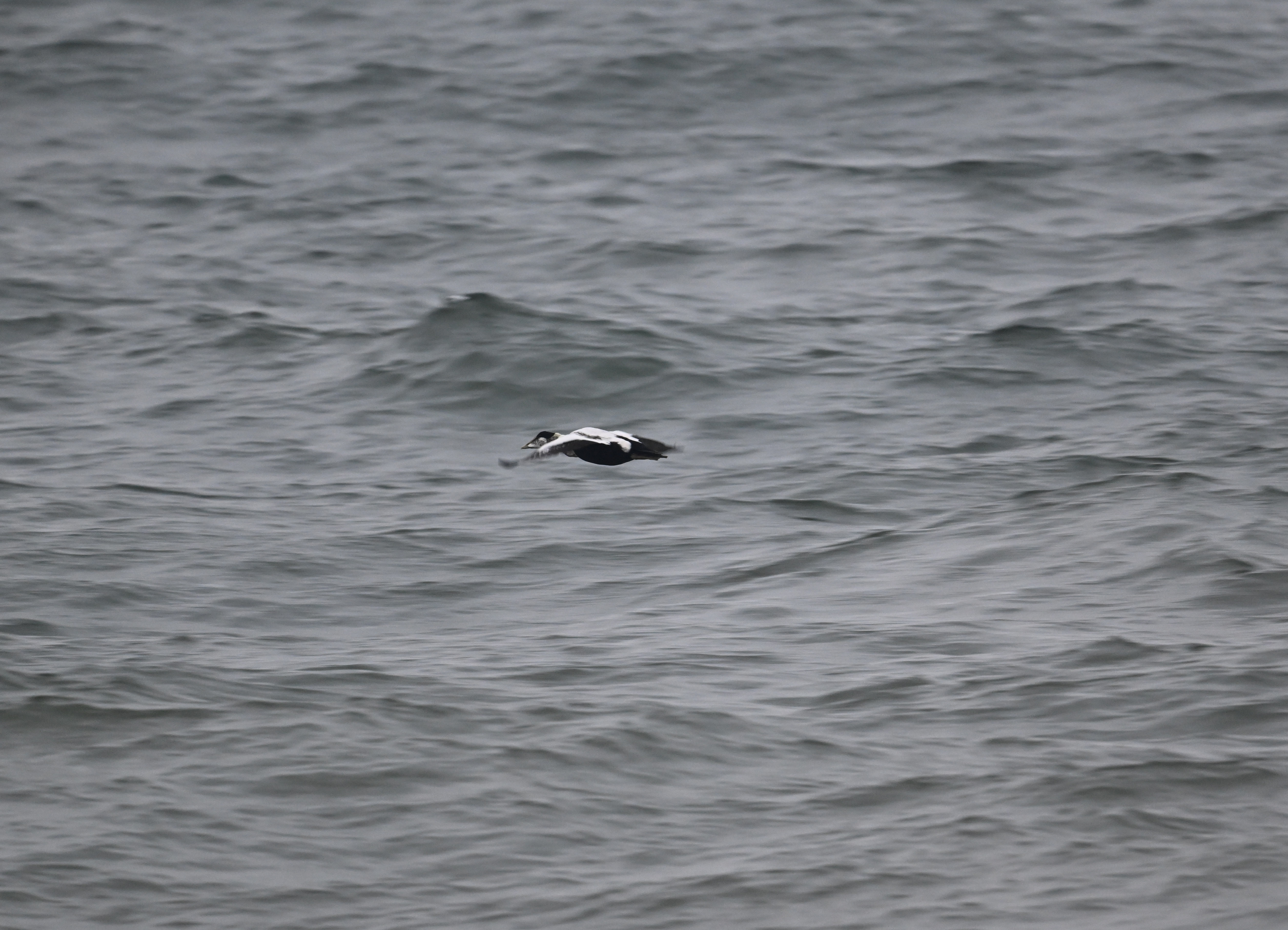 Eider - 19-09-2024