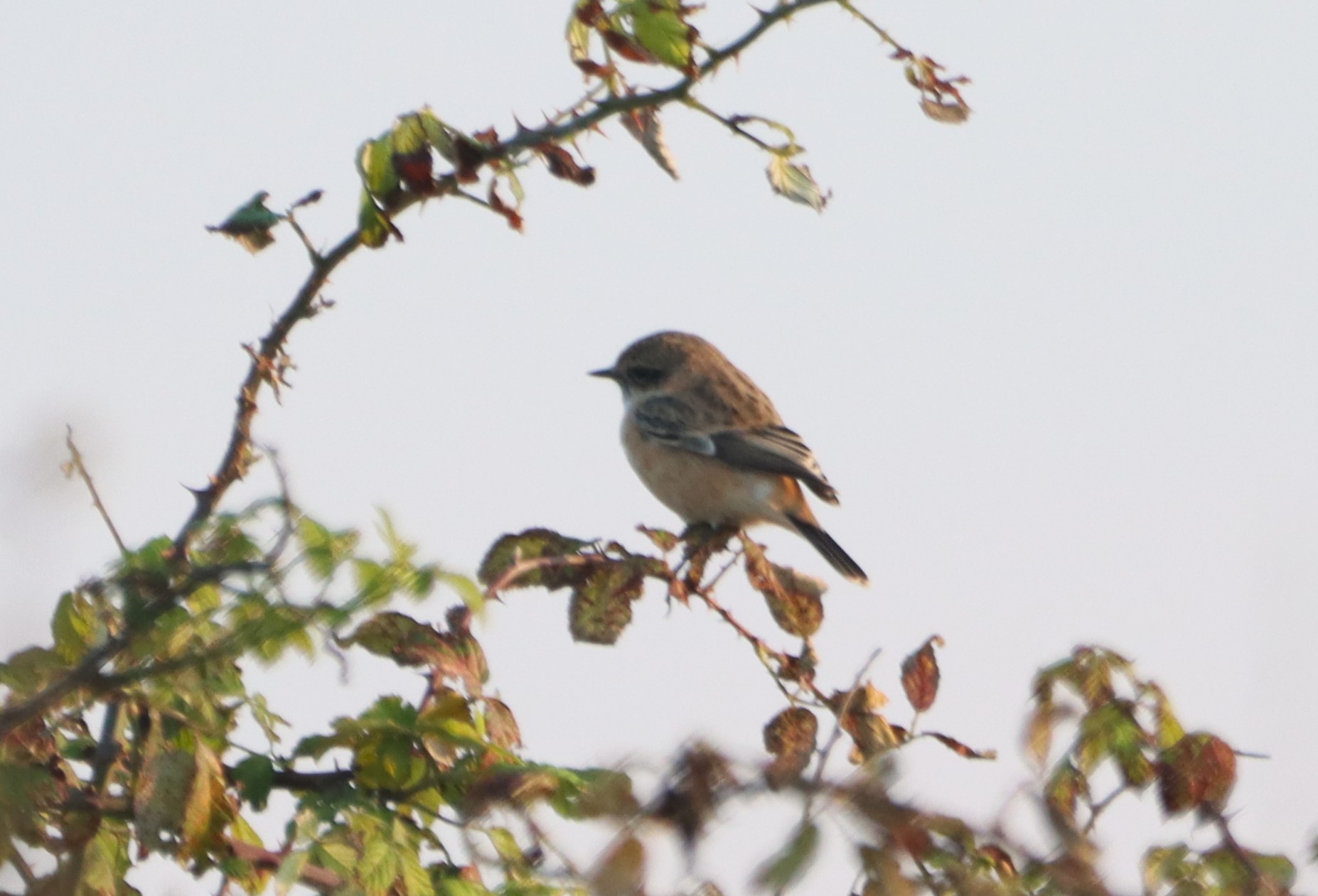 Siberian Stonechat - 21-09-2024