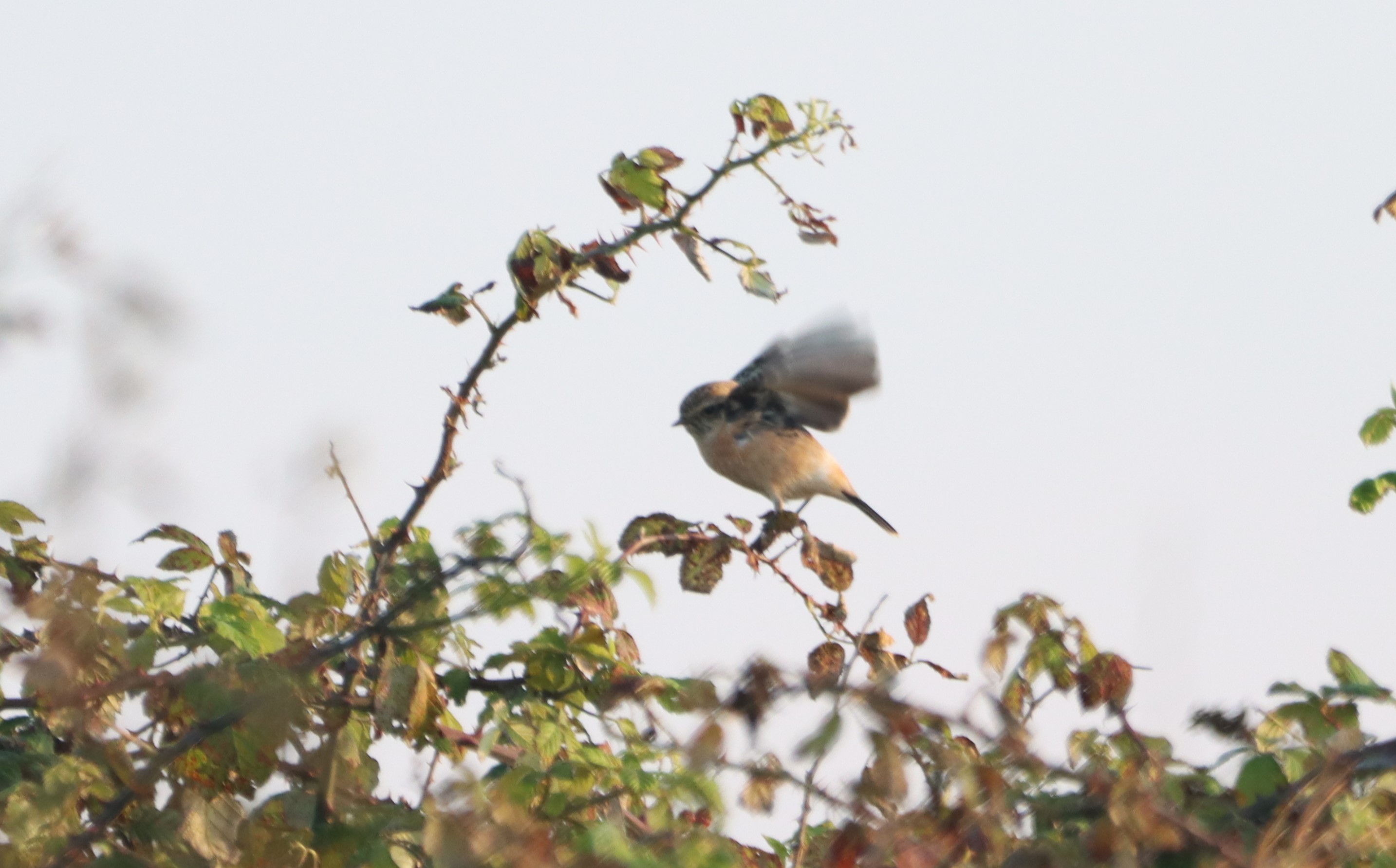 Siberian Stonechat - 21-09-2024