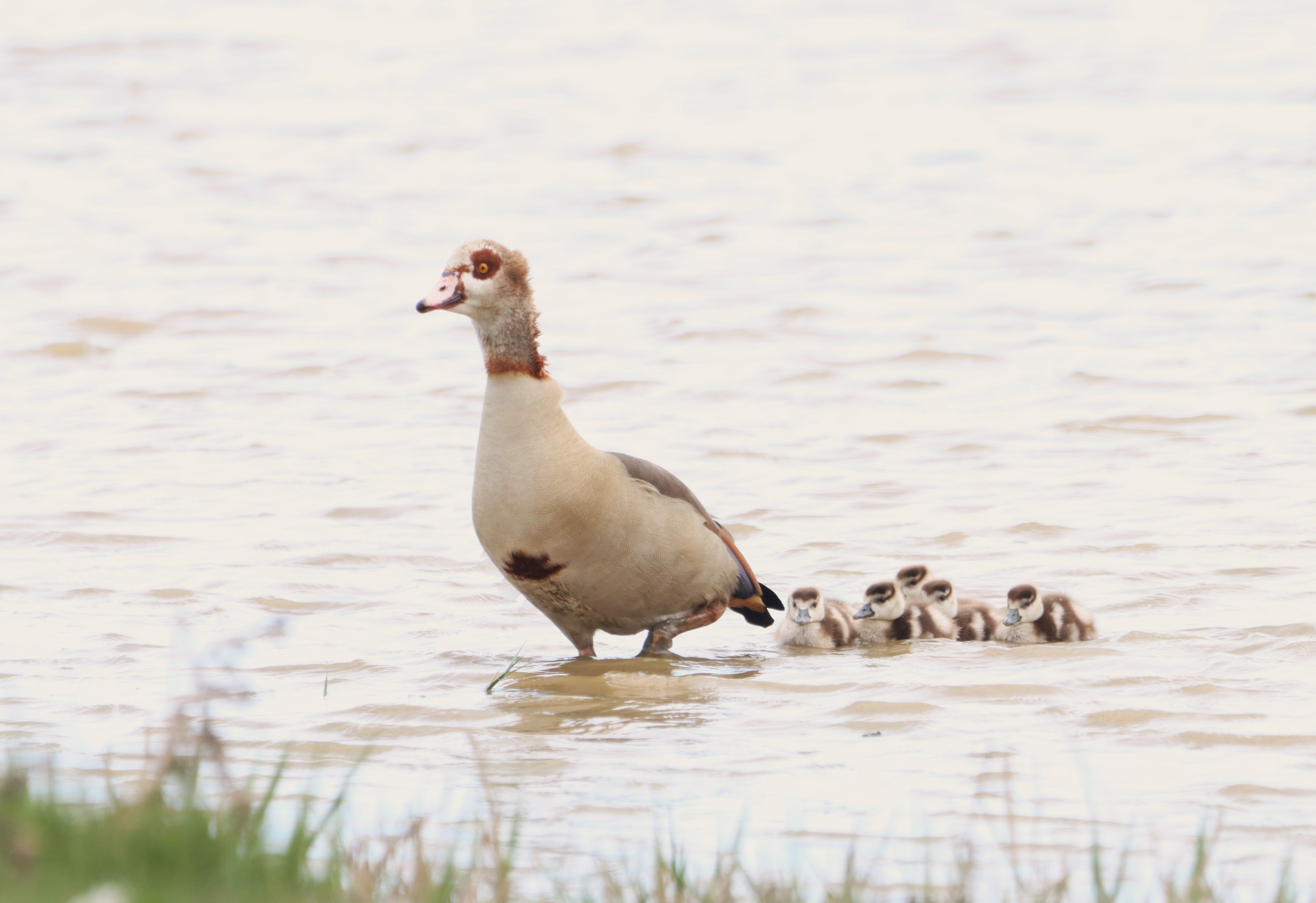 Egyptian Goose - 13-04-2026
