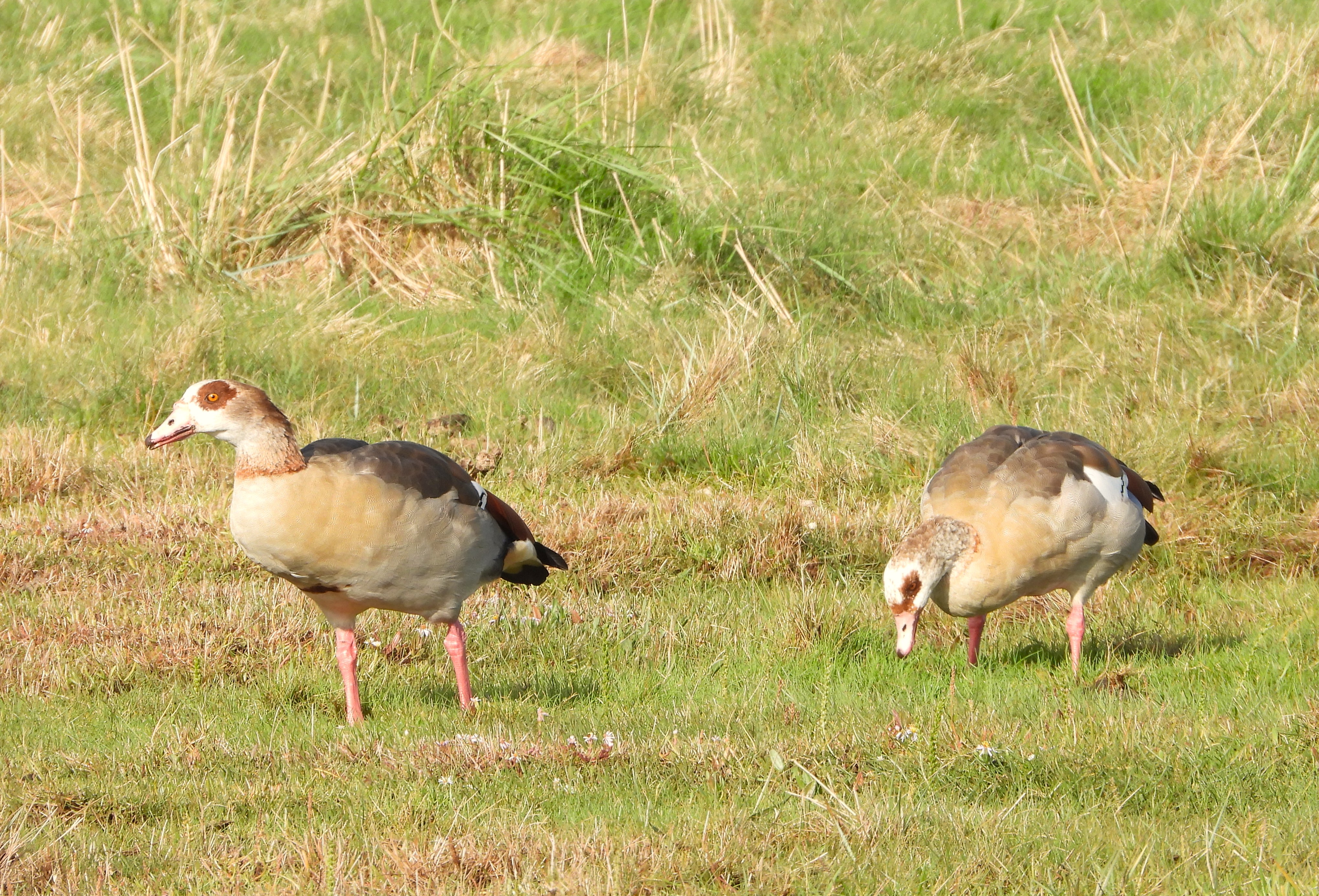 Egyptian Goose - 27-09-2023