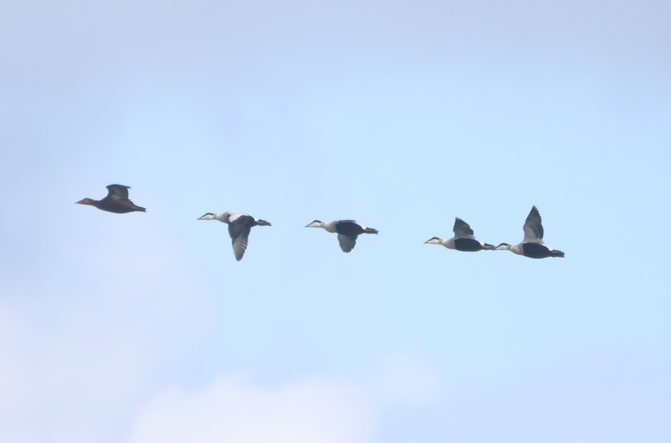 Eider - 17-10-2026