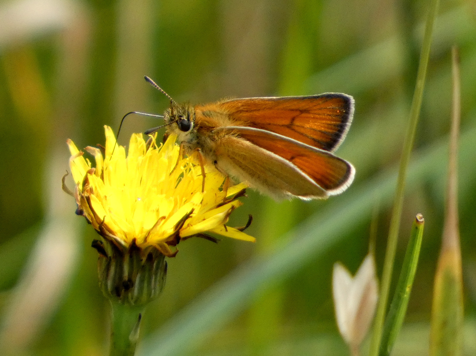 Essex Skipper - 06-07-2023