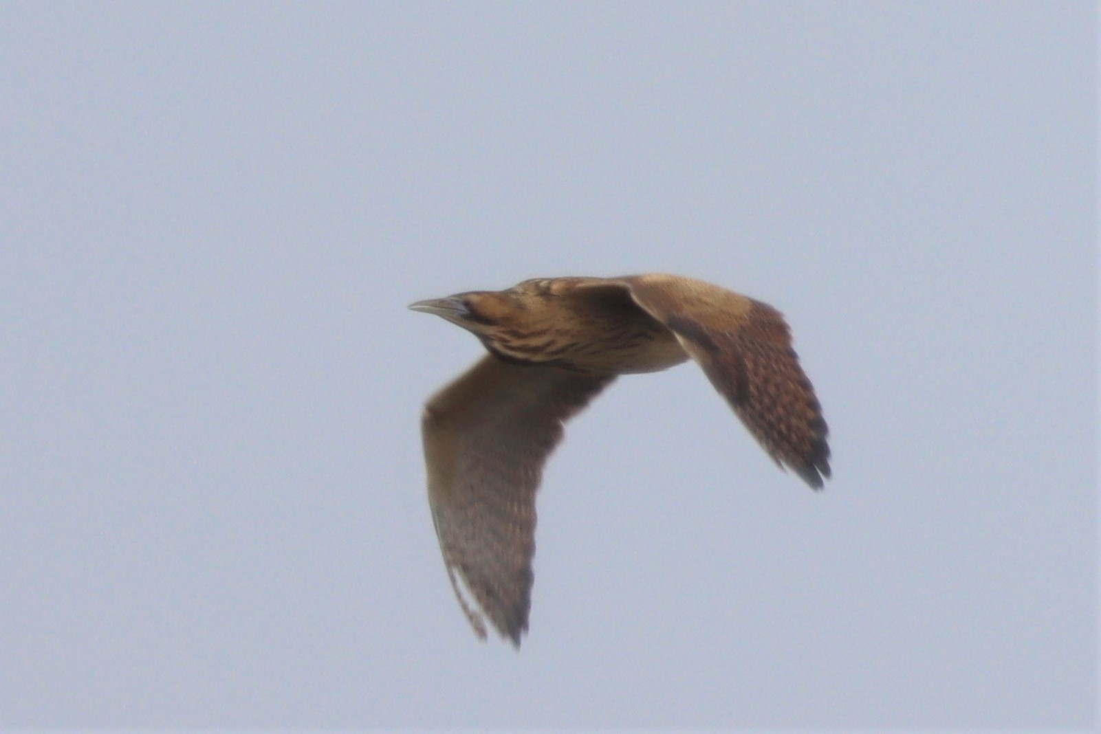 Bittern - 17-03-2021