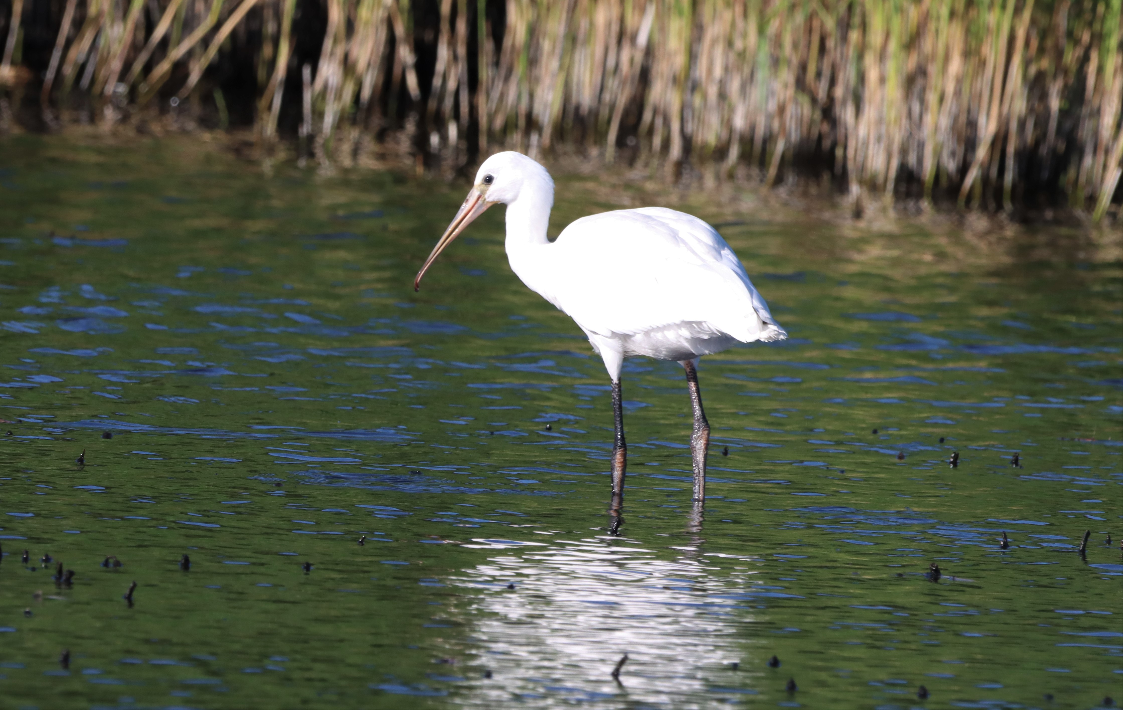 Spoonbill - 02-07-2022