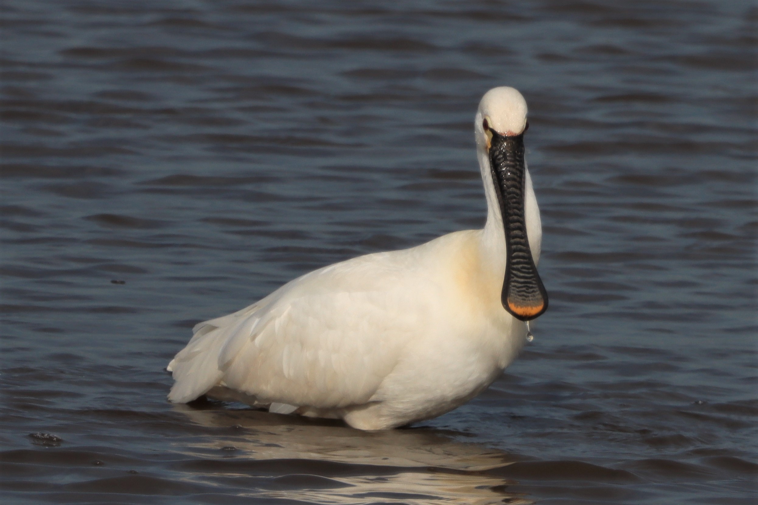 Spoonbill - 30-03-2021