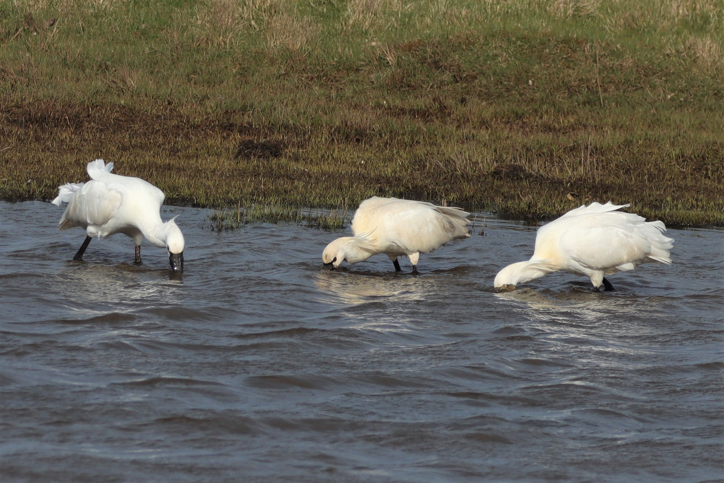 Spoonbill - 02-04-2021