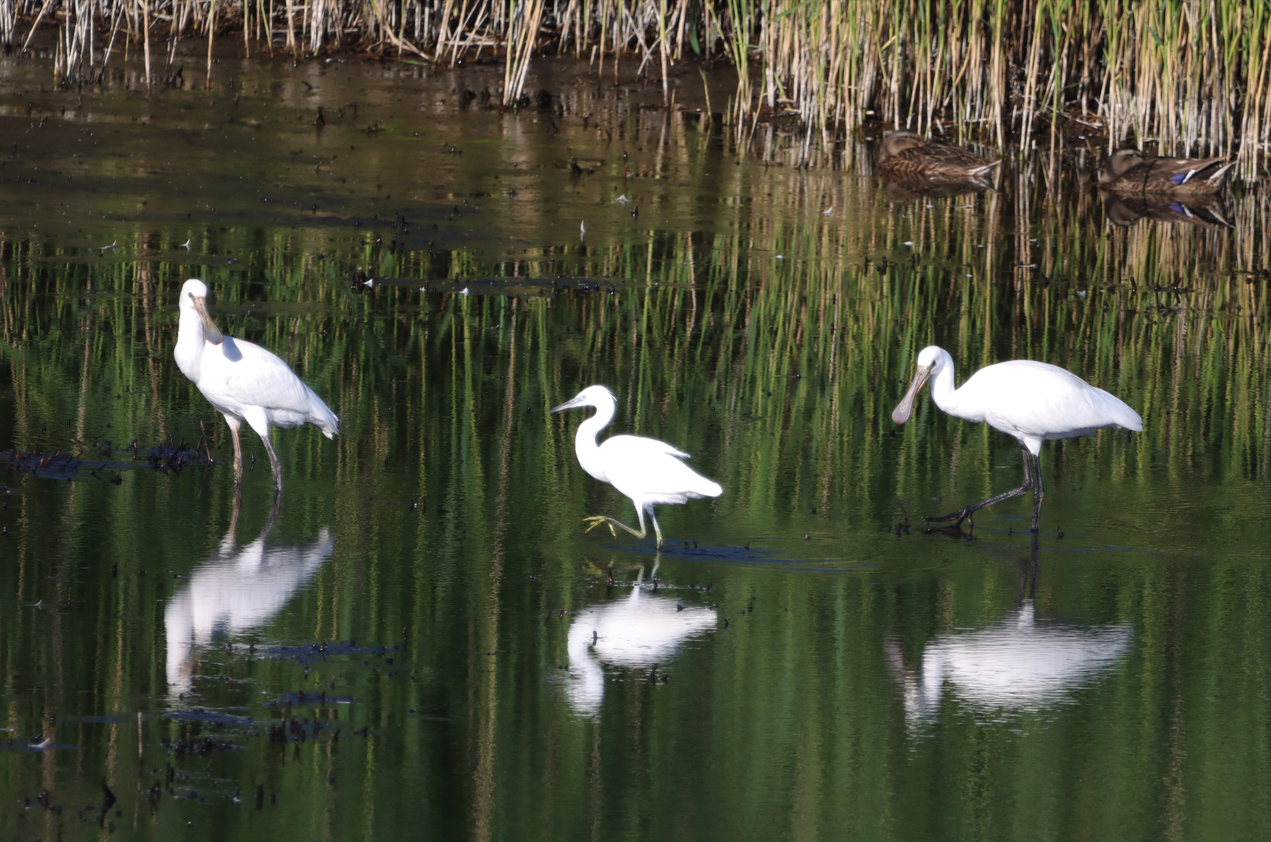 Spoonbill - 02-07-2022